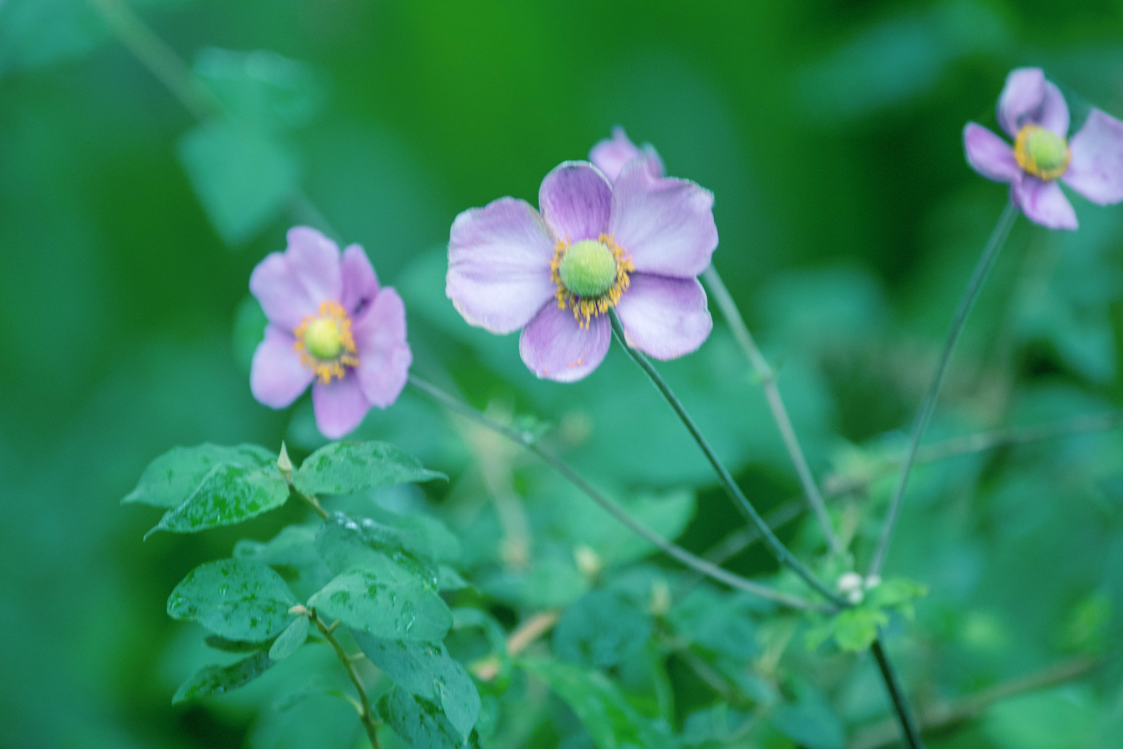 主要价值 药用:打碗碗花全草可入药.