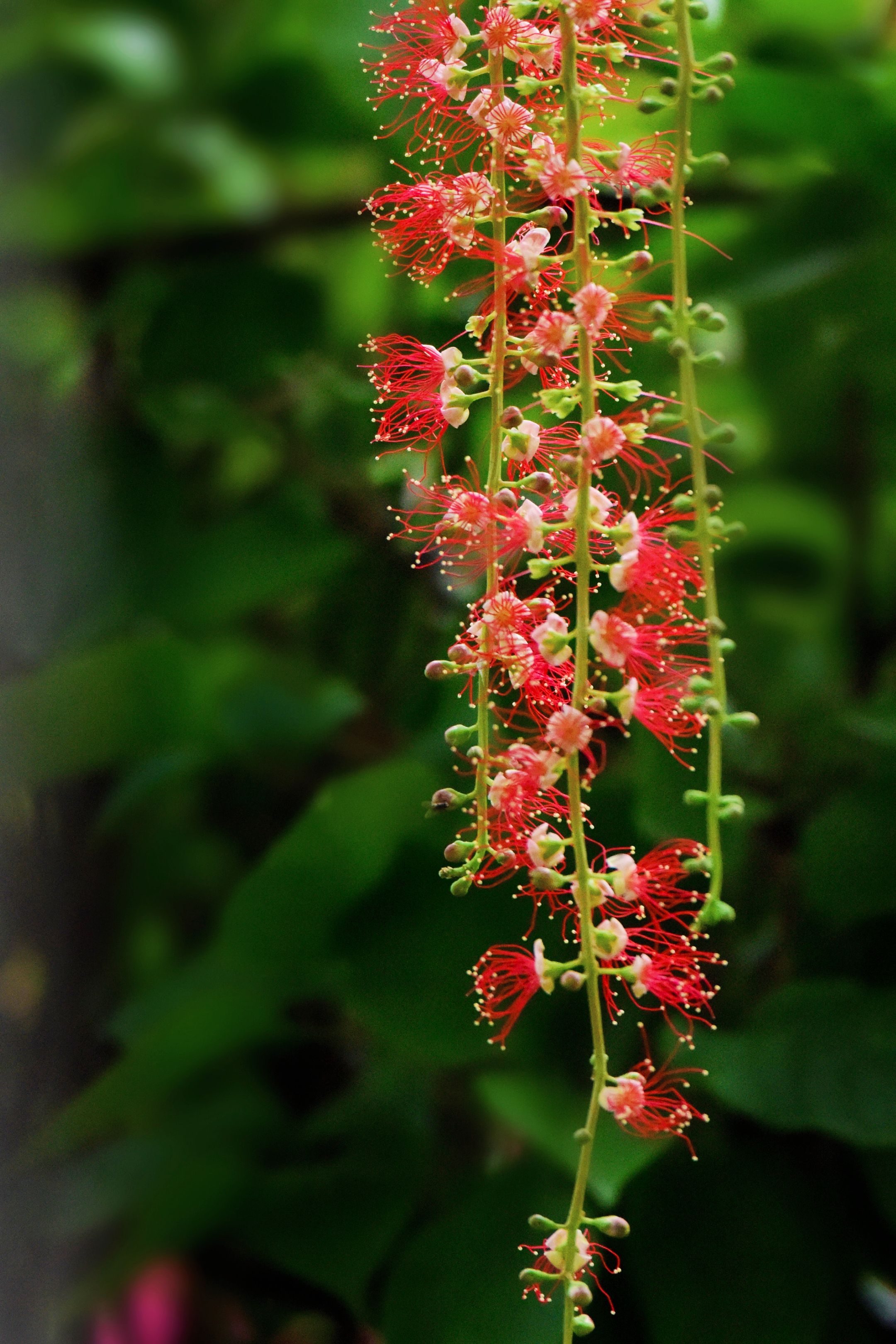 红花玉蕊(首发)