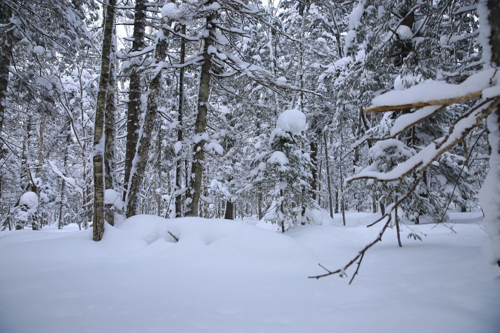 林海雪原