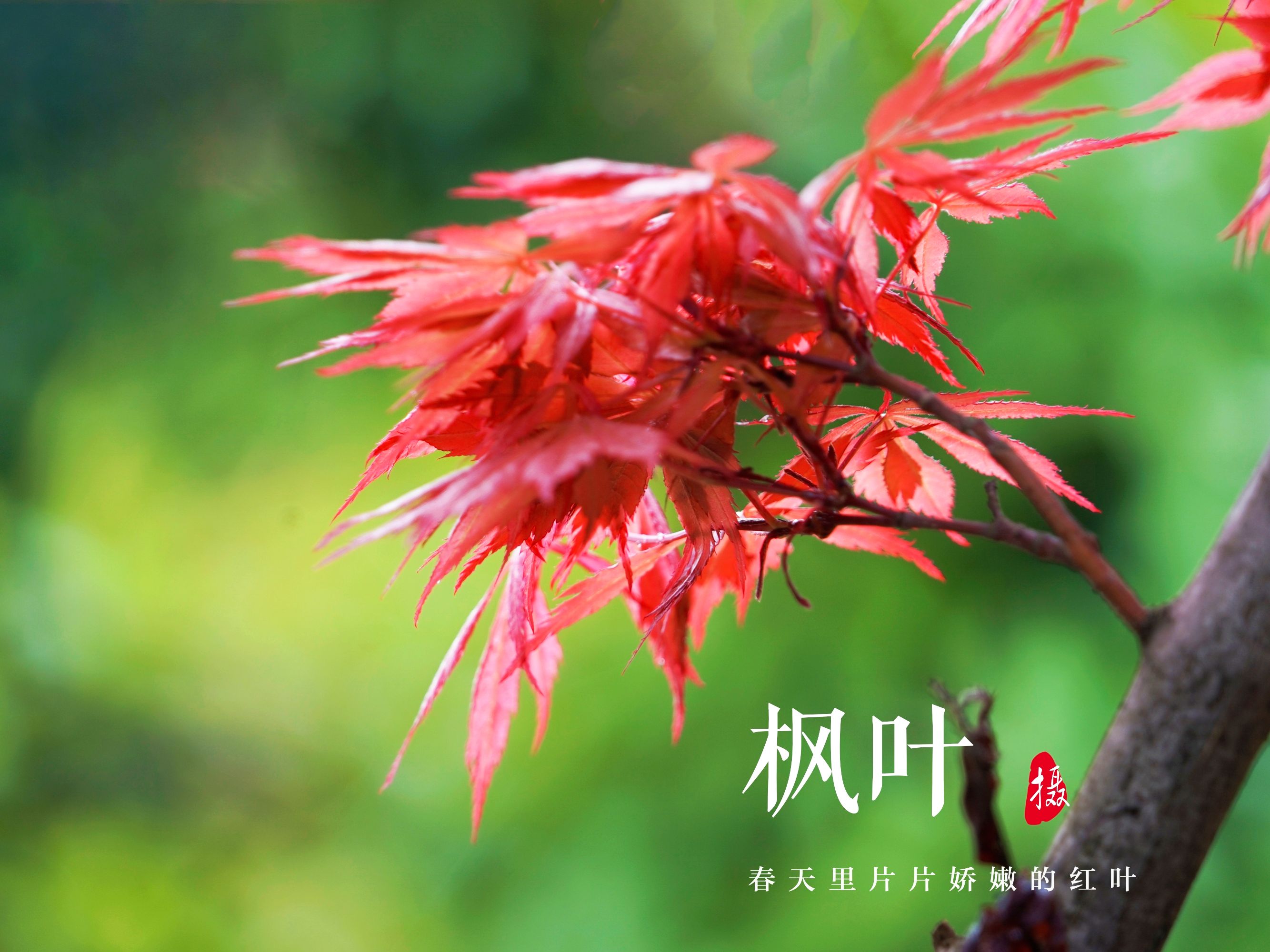 春天里的红枫叶(首发)