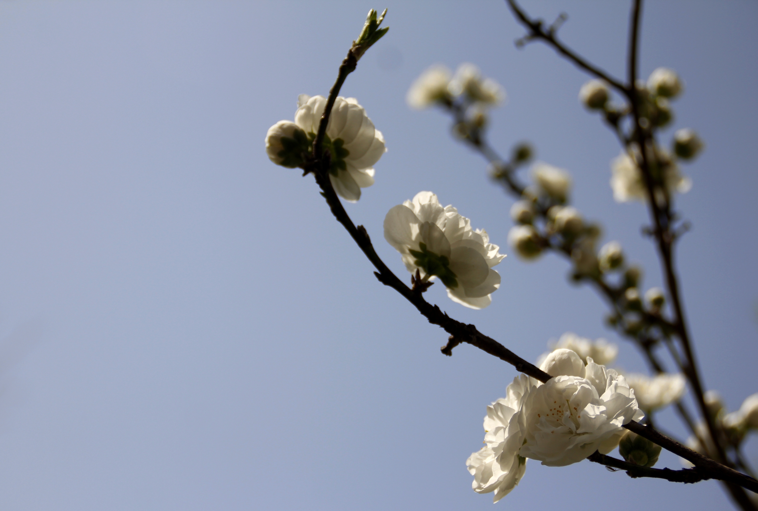 【首发】白色碧桃花