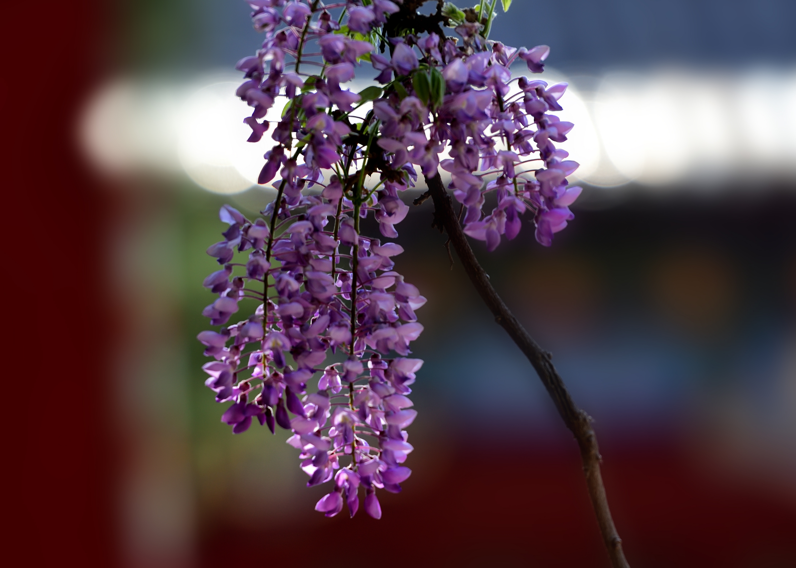 紫藤花属于落叶攀藤灌木,其根茎通常缠绕在墙壁或树干等地方生长.