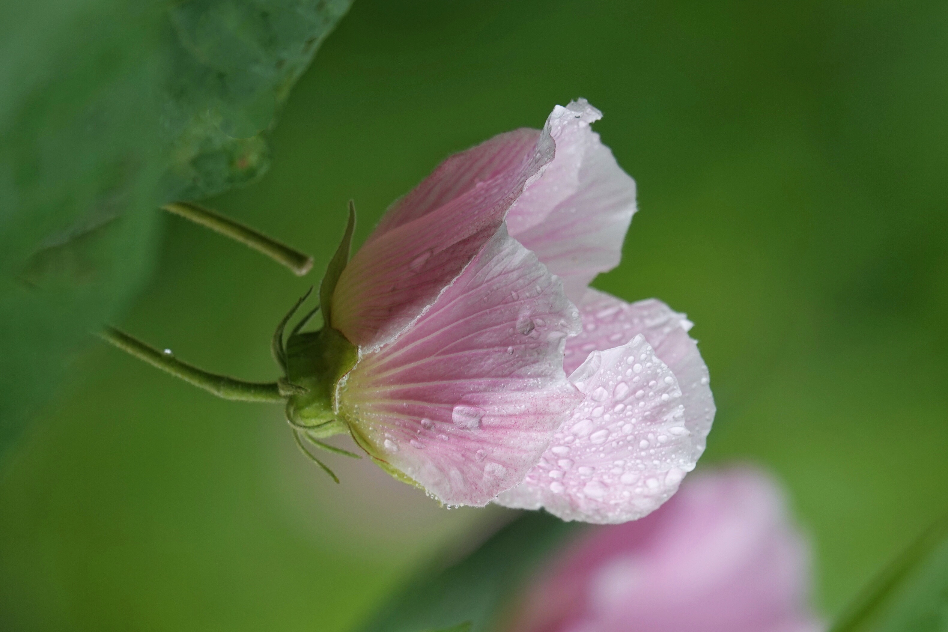 雨中,与芙蓉花倾情相遇