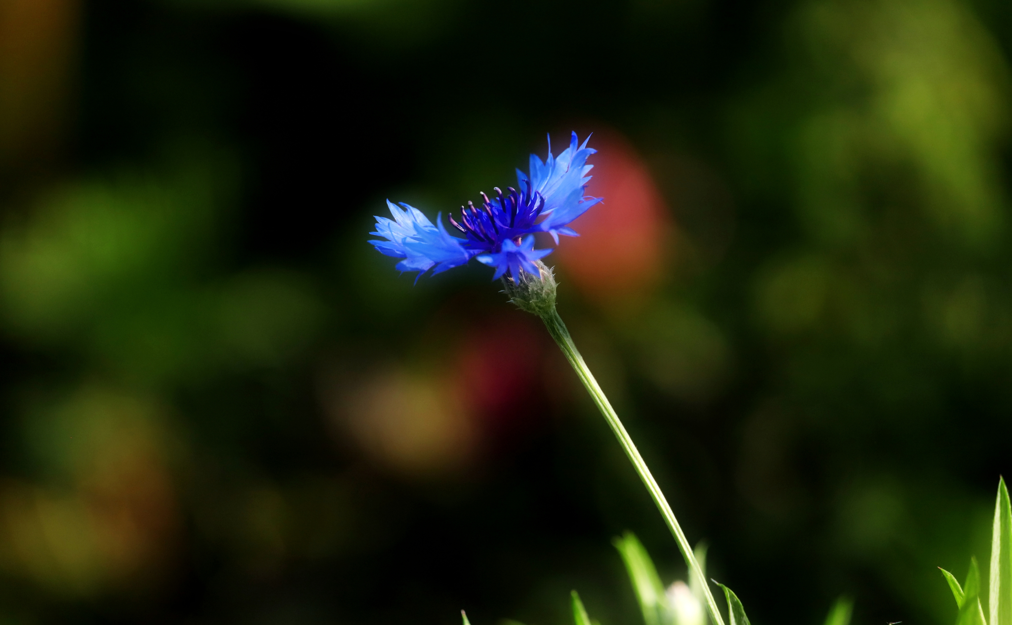 蓝花矢车菊