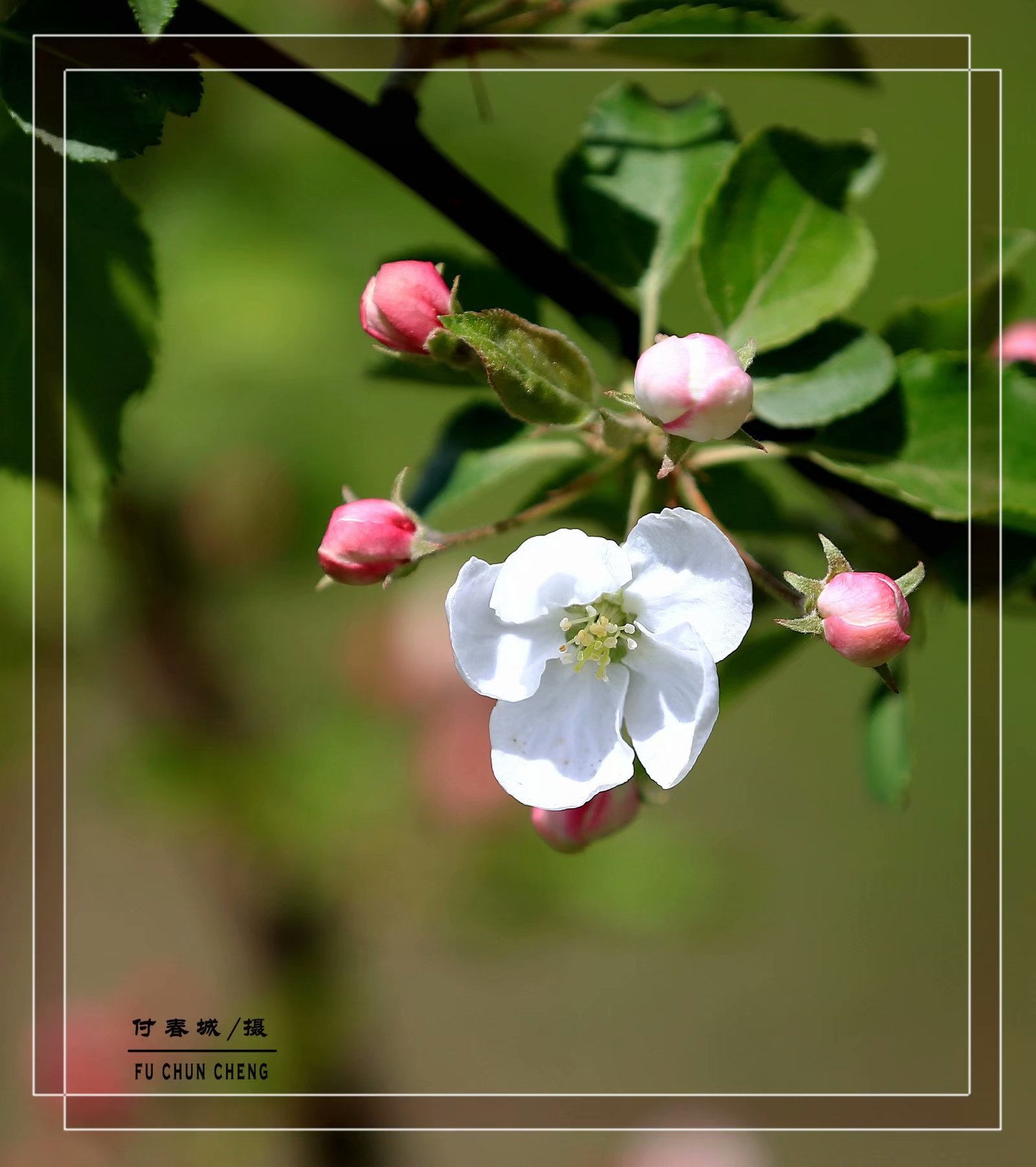 (原创首发)盛开的沙果花