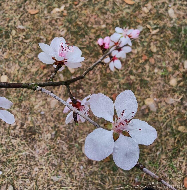 山桃花期早,开花时美丽可观,并有曲枝,白花,柱形等变异类型.