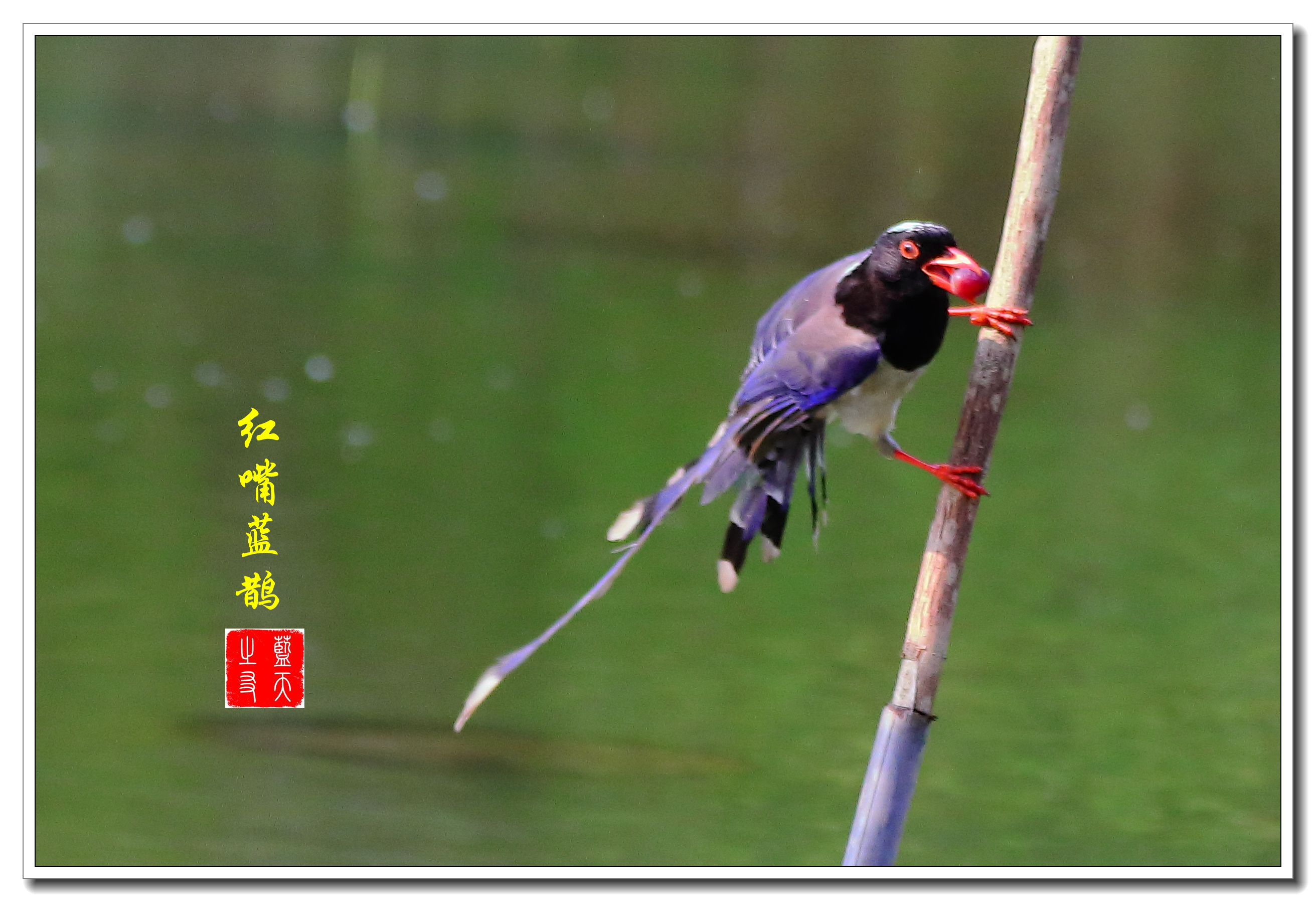 首发吃葡萄红嘴蓝鹊