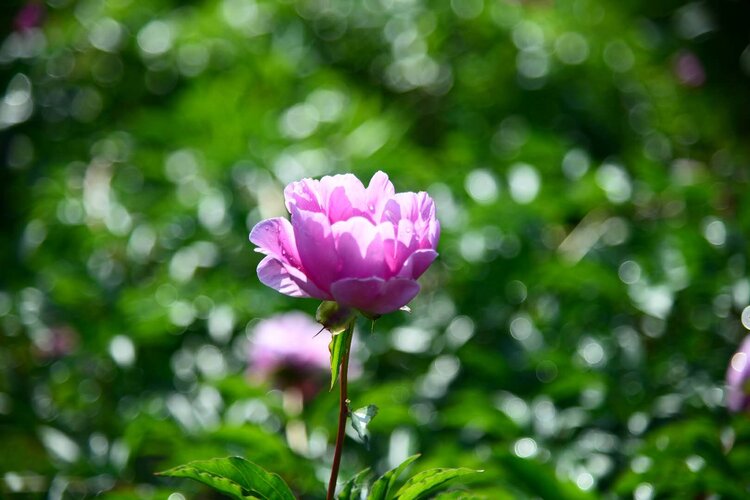 繁花似锦度夏炎（图12）