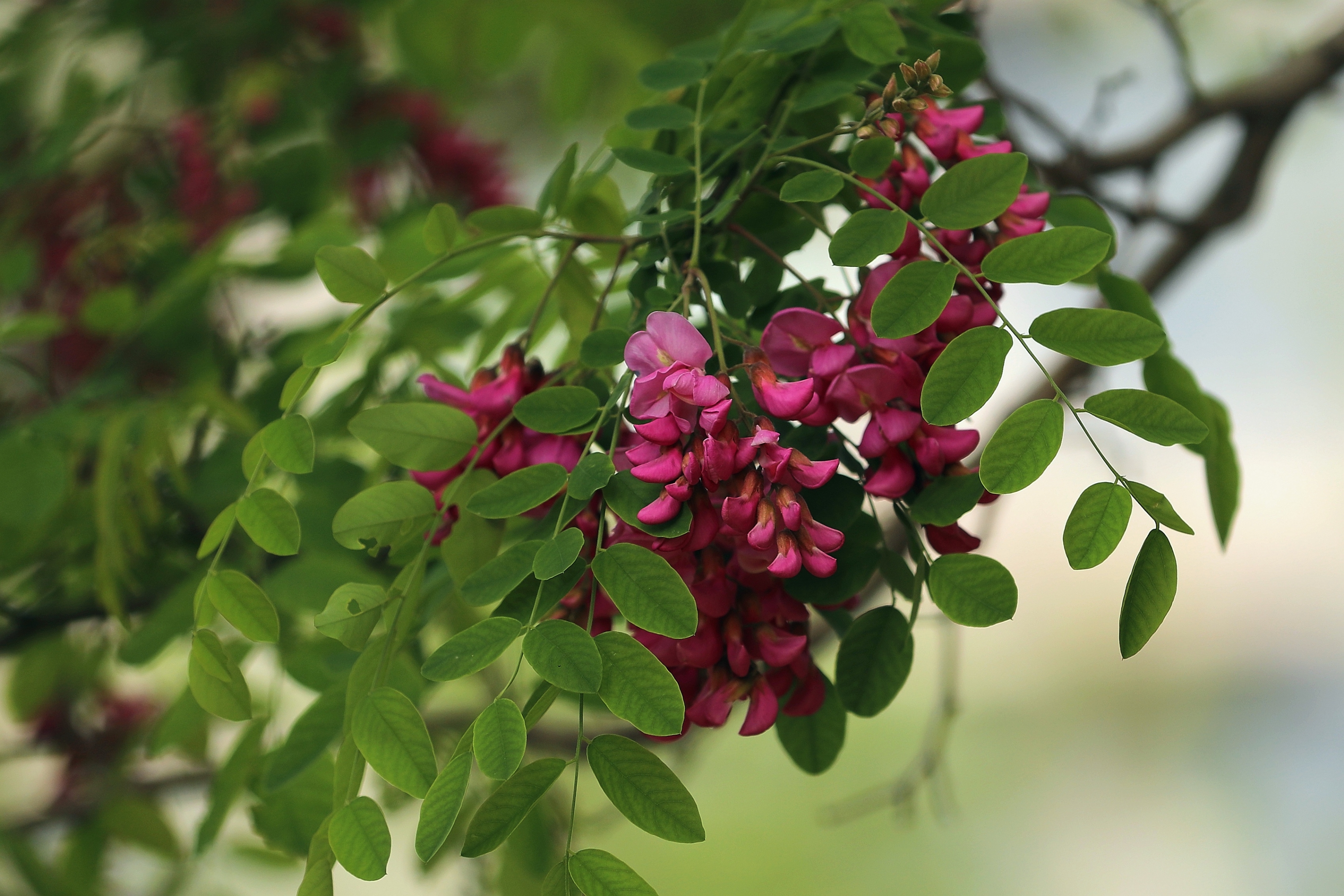 【百花园】红花刺槐花