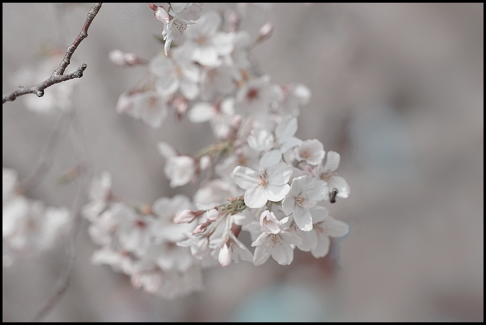 樱花雪