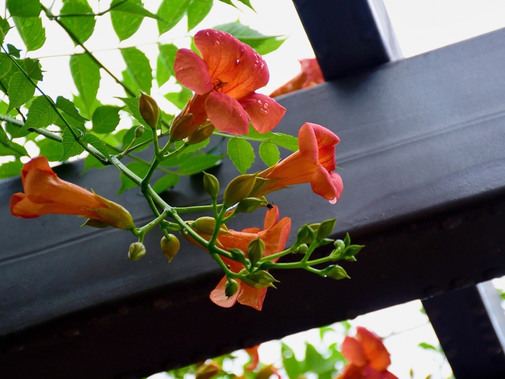 一日一花凌霄花《首发》