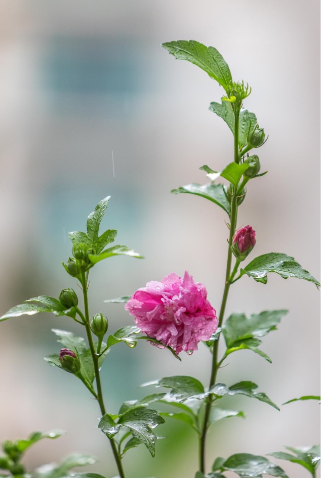 雨中的木槿花