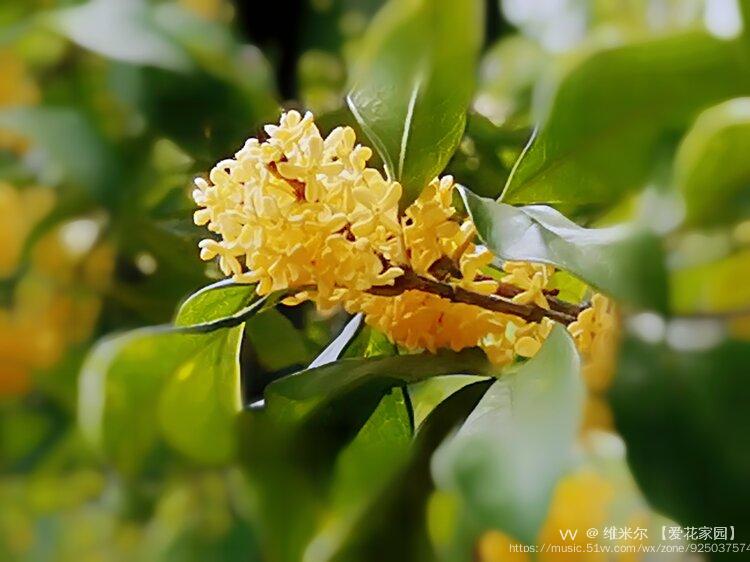 桂花飘香的七律,七律桂花树,桂花的七绝诗句_大山谷图库