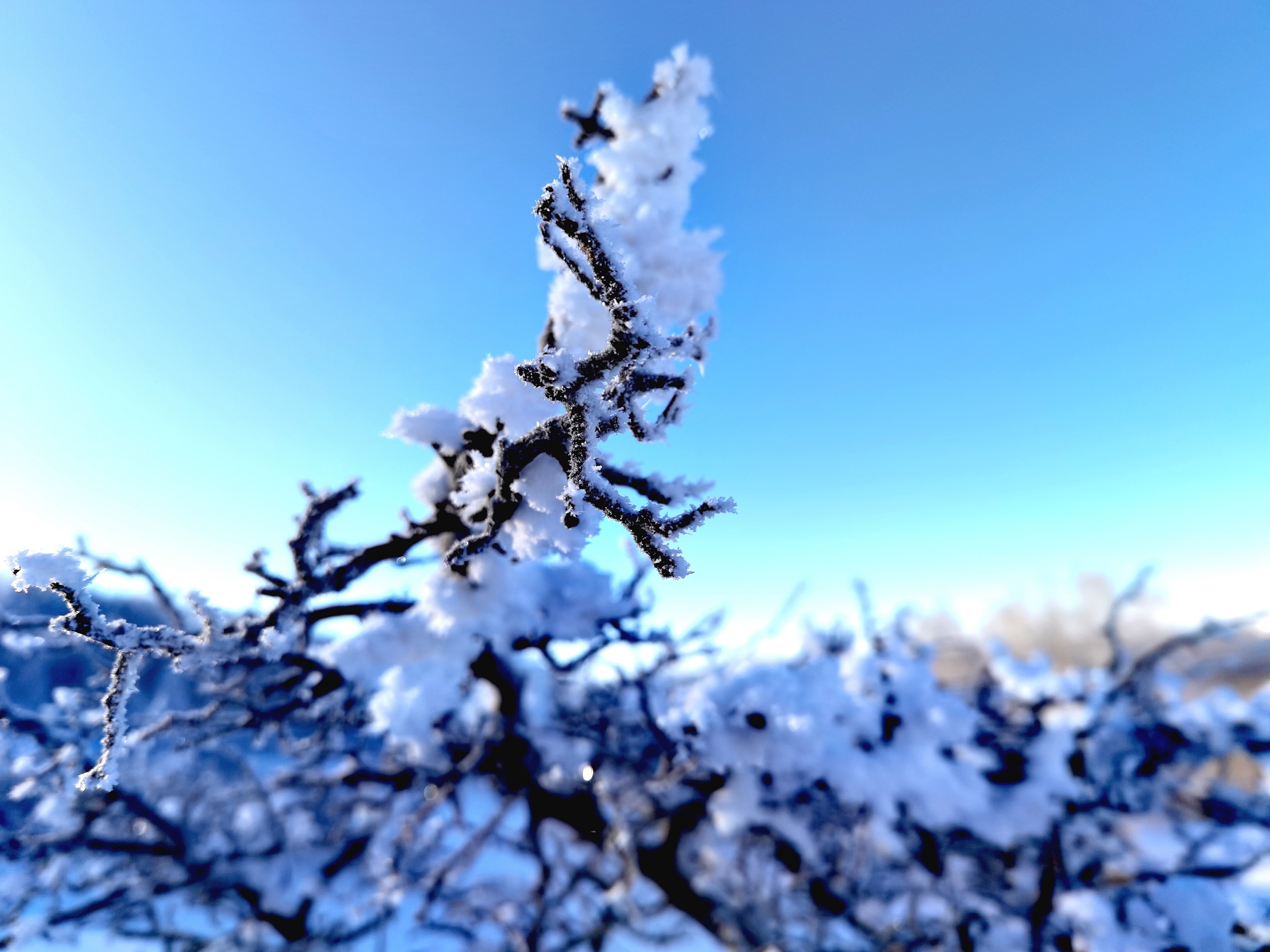 【首发】雪树银花