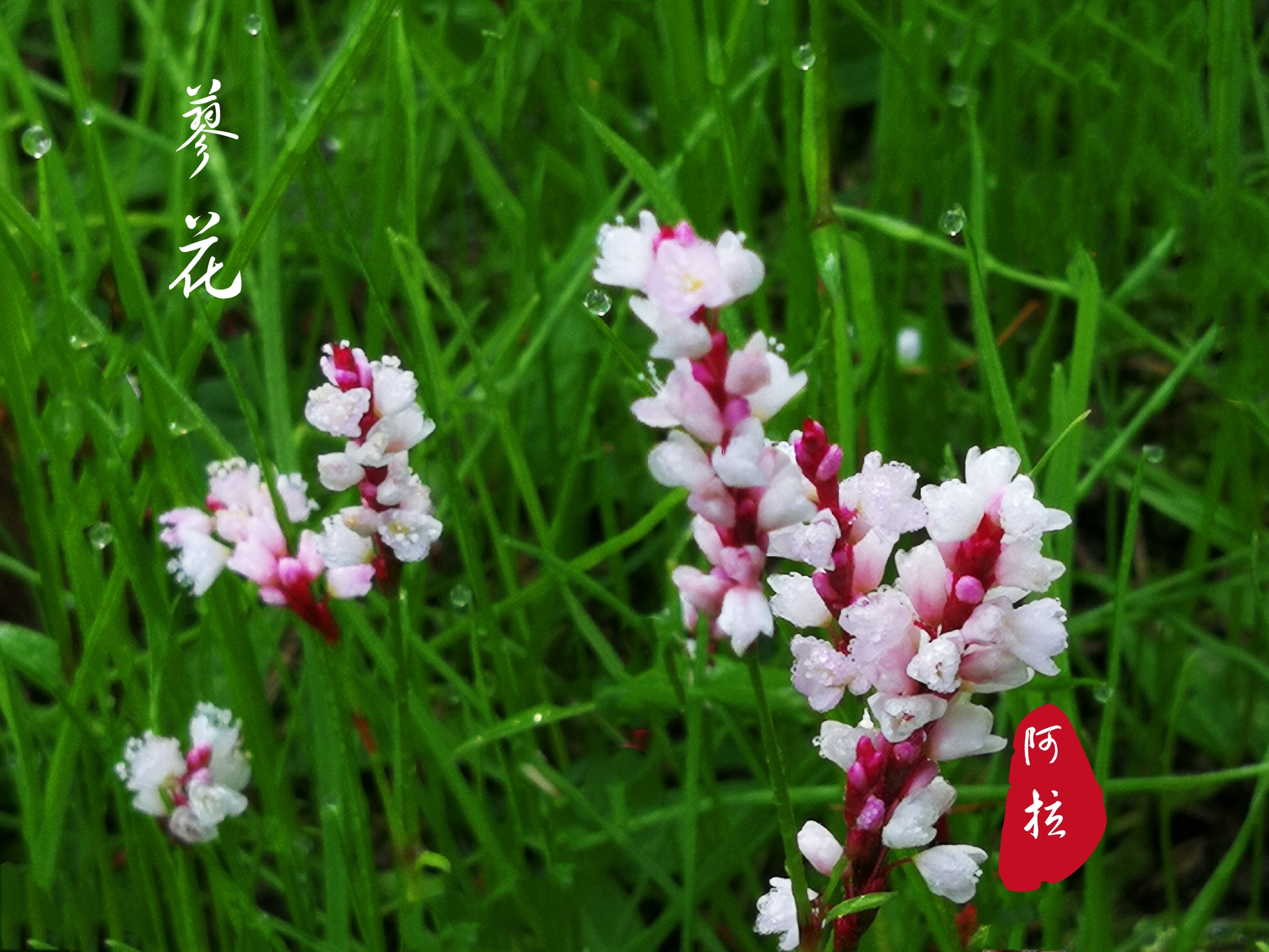 诗里最美是蓼花【首发】