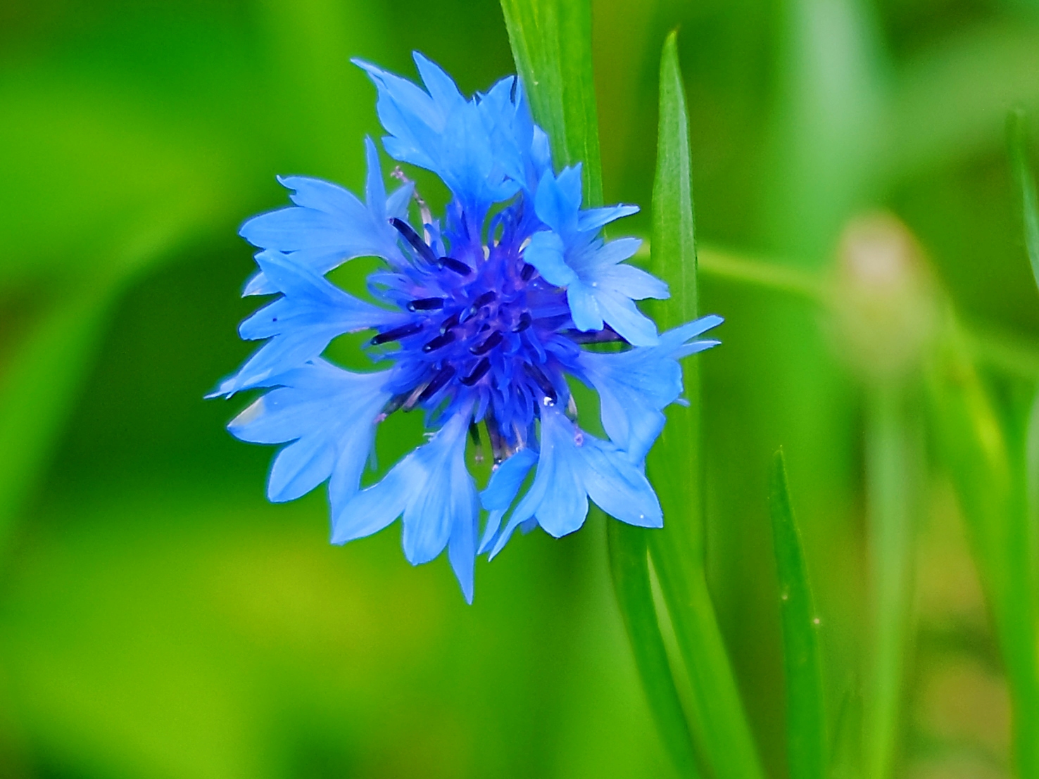 漂亮的蓝花矢车菊