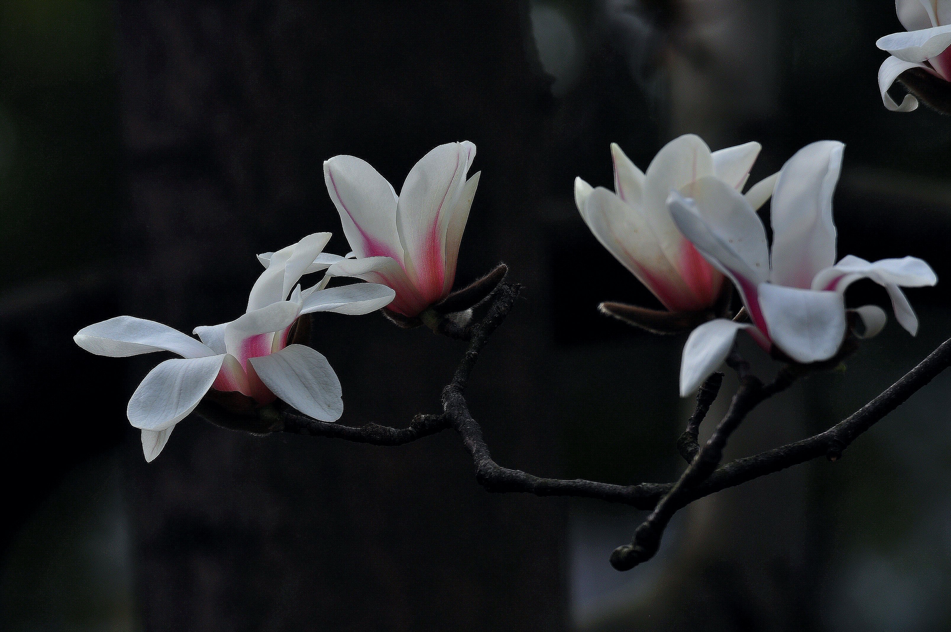 玉兰花