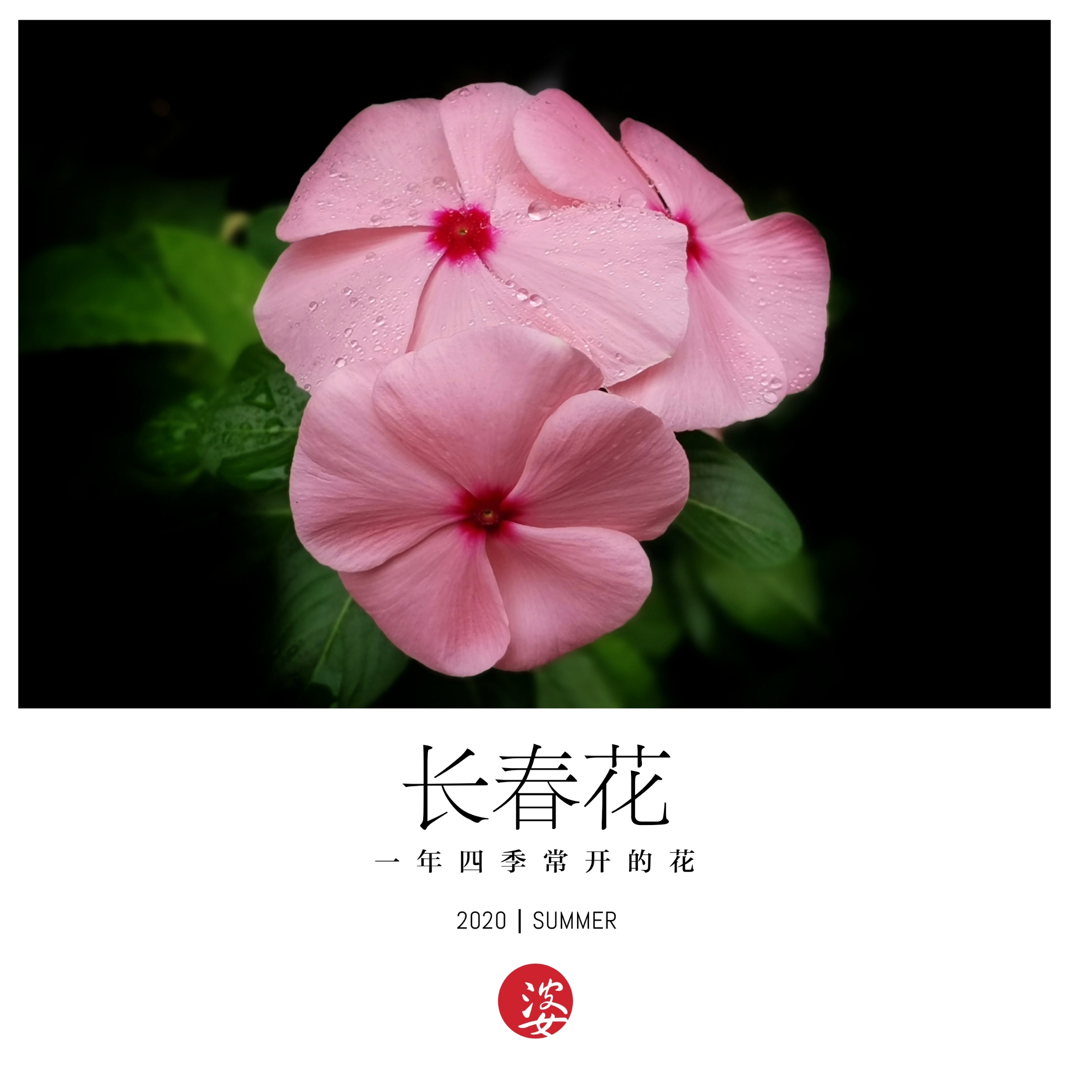 长春花 宋徐积