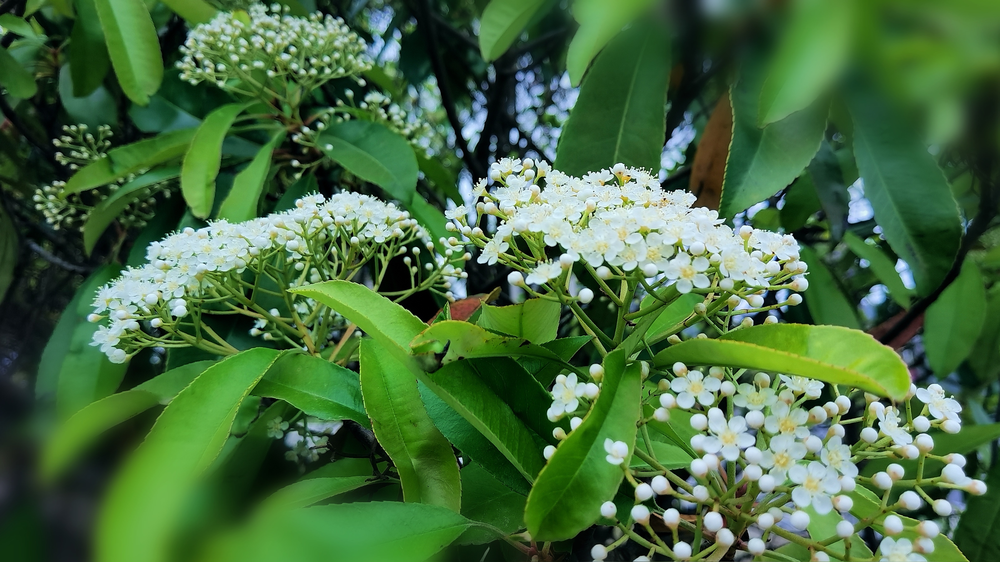 红叶石楠开花如雪《首发》