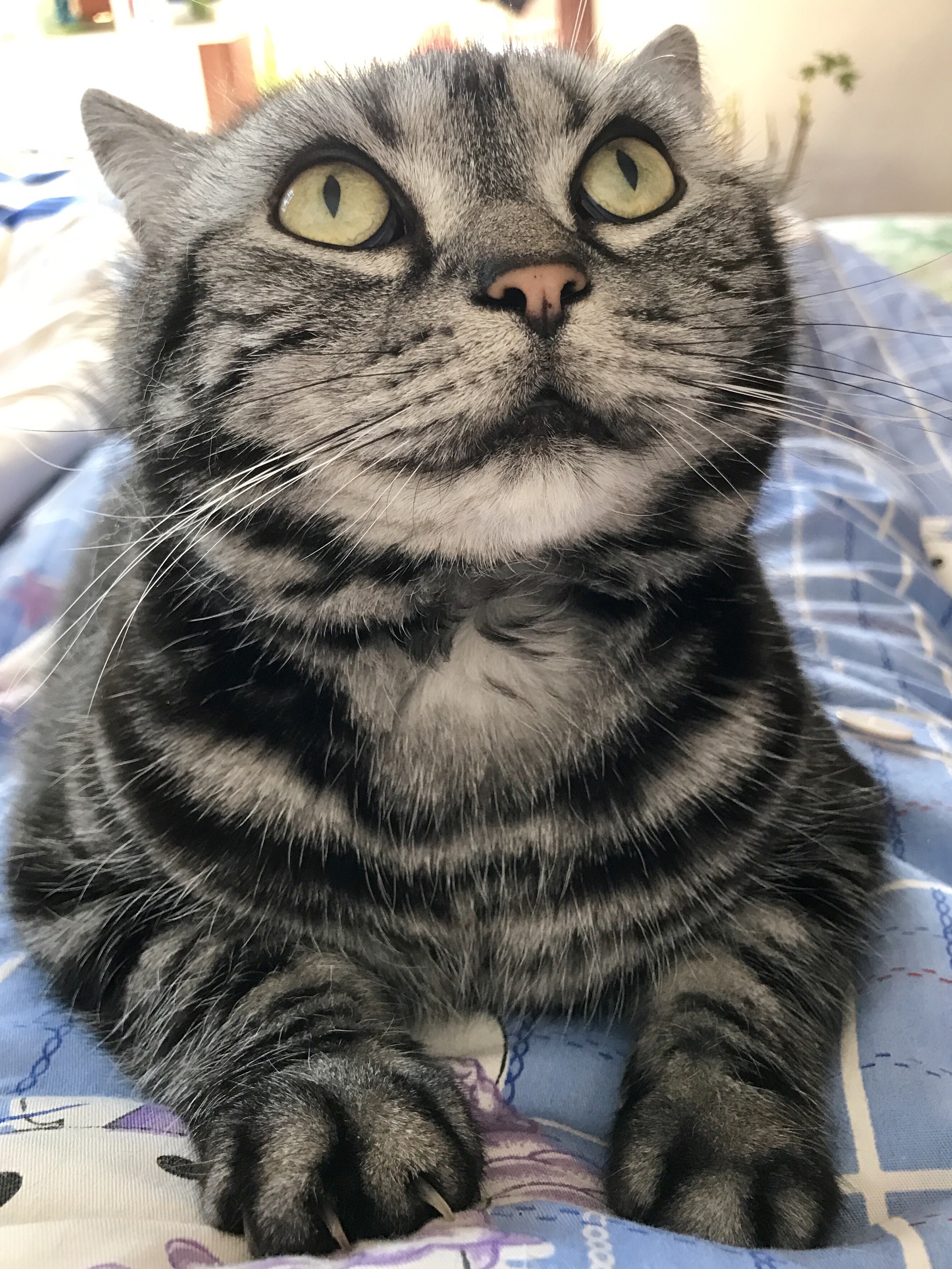 我家有赖猫