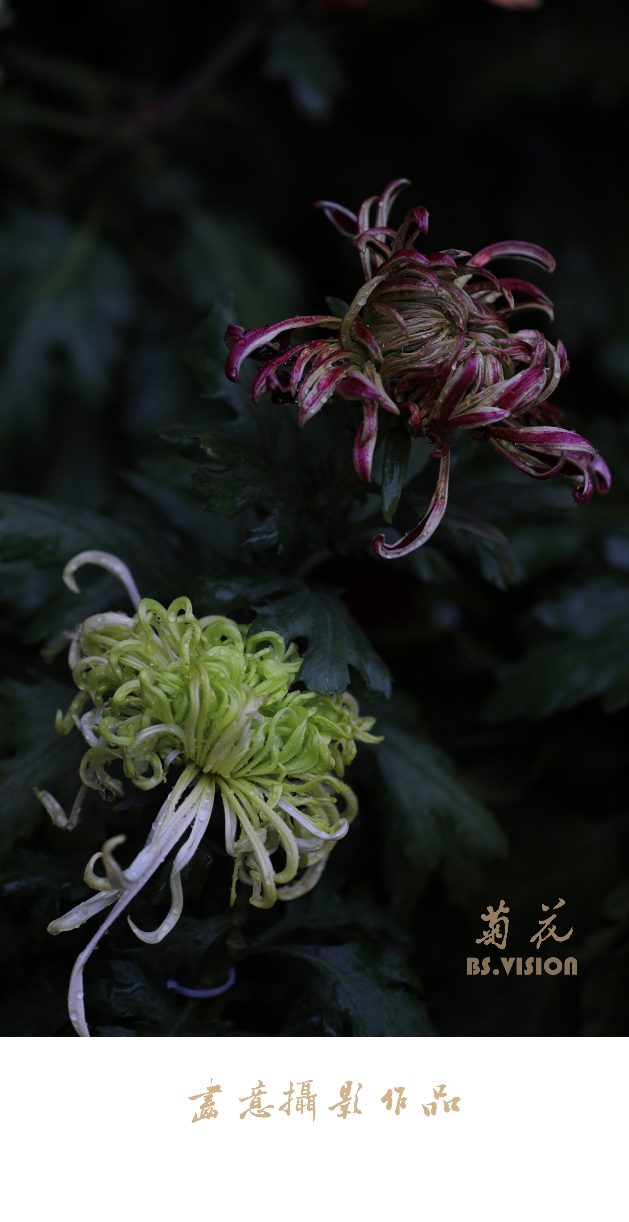 寒菊(画意摄影)