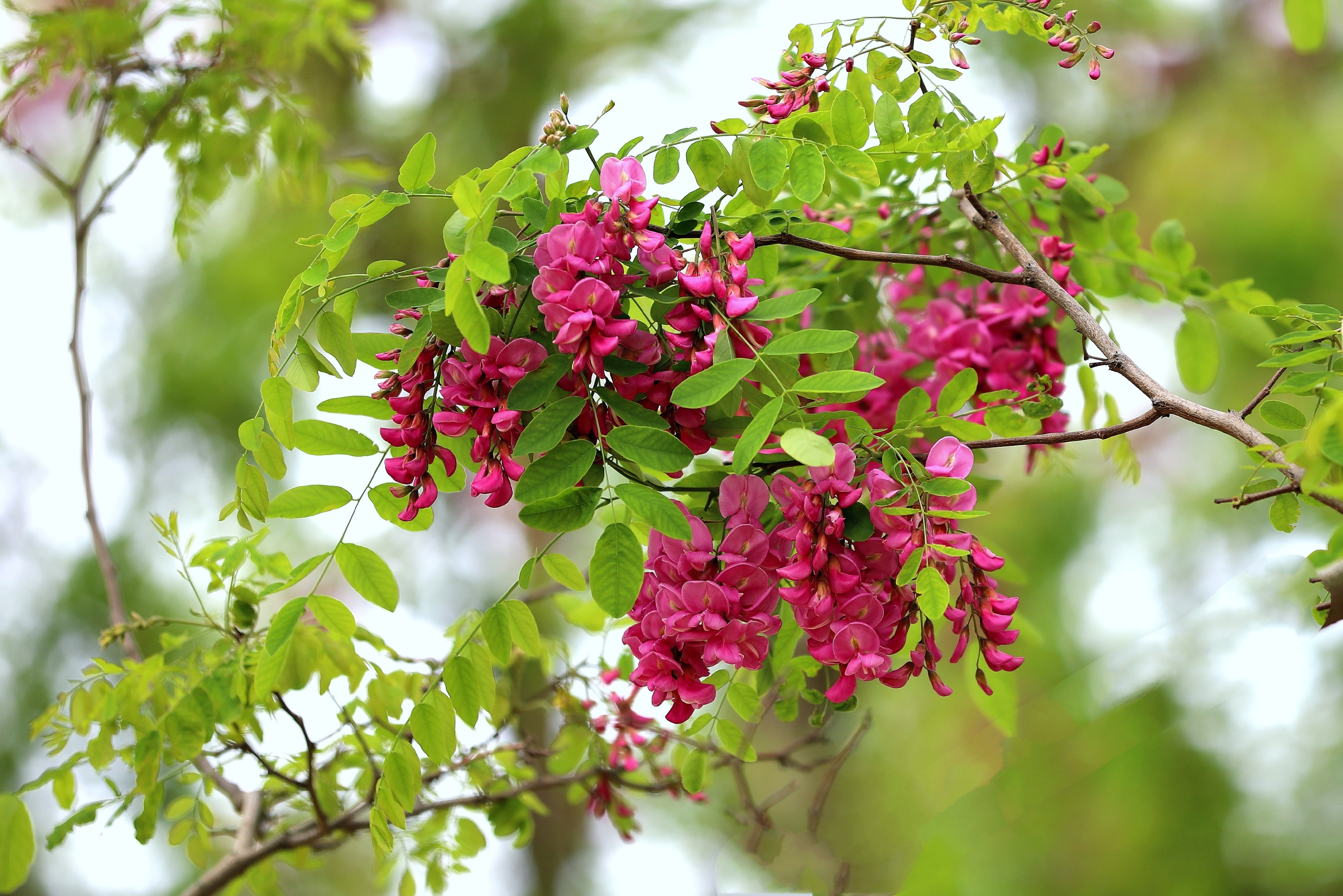 百花园红花刺槐花