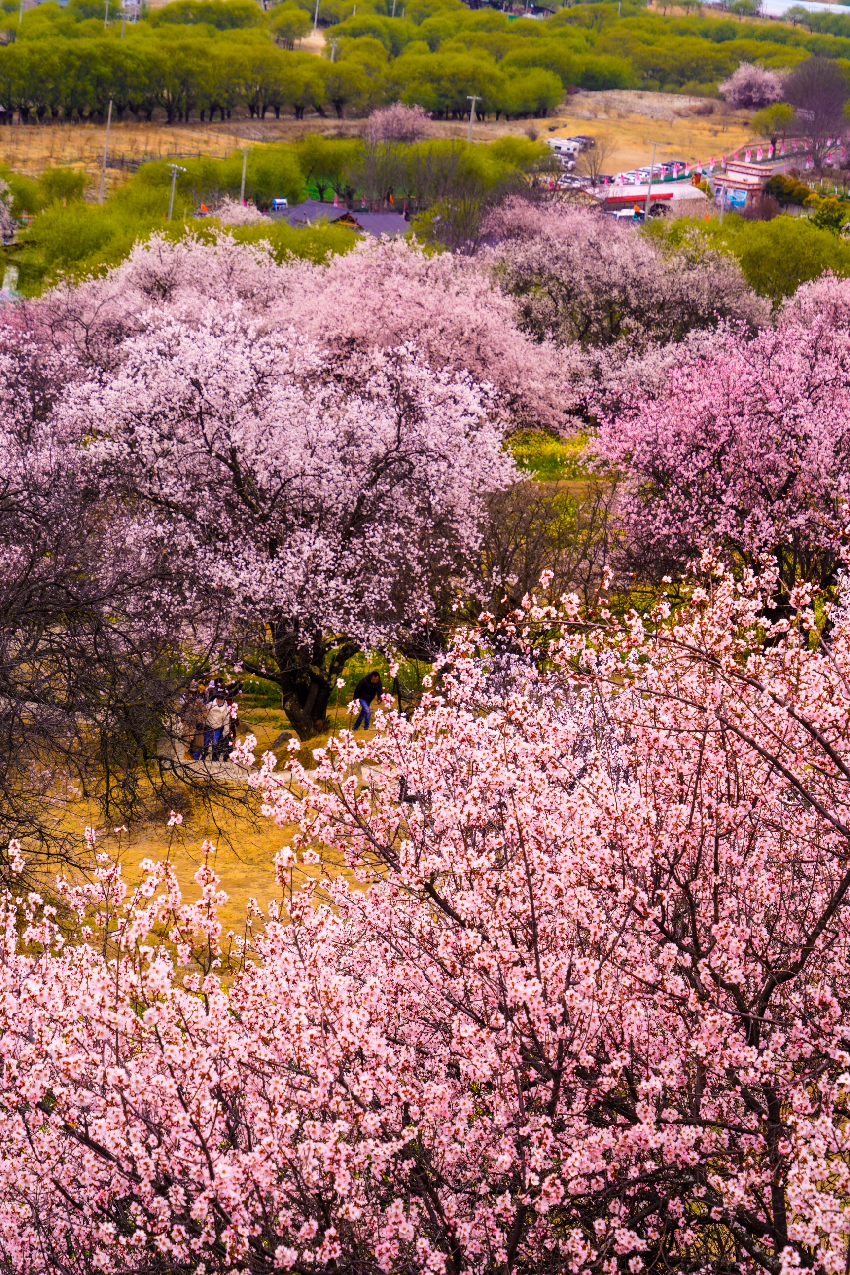 林芝嘎拉桃花村