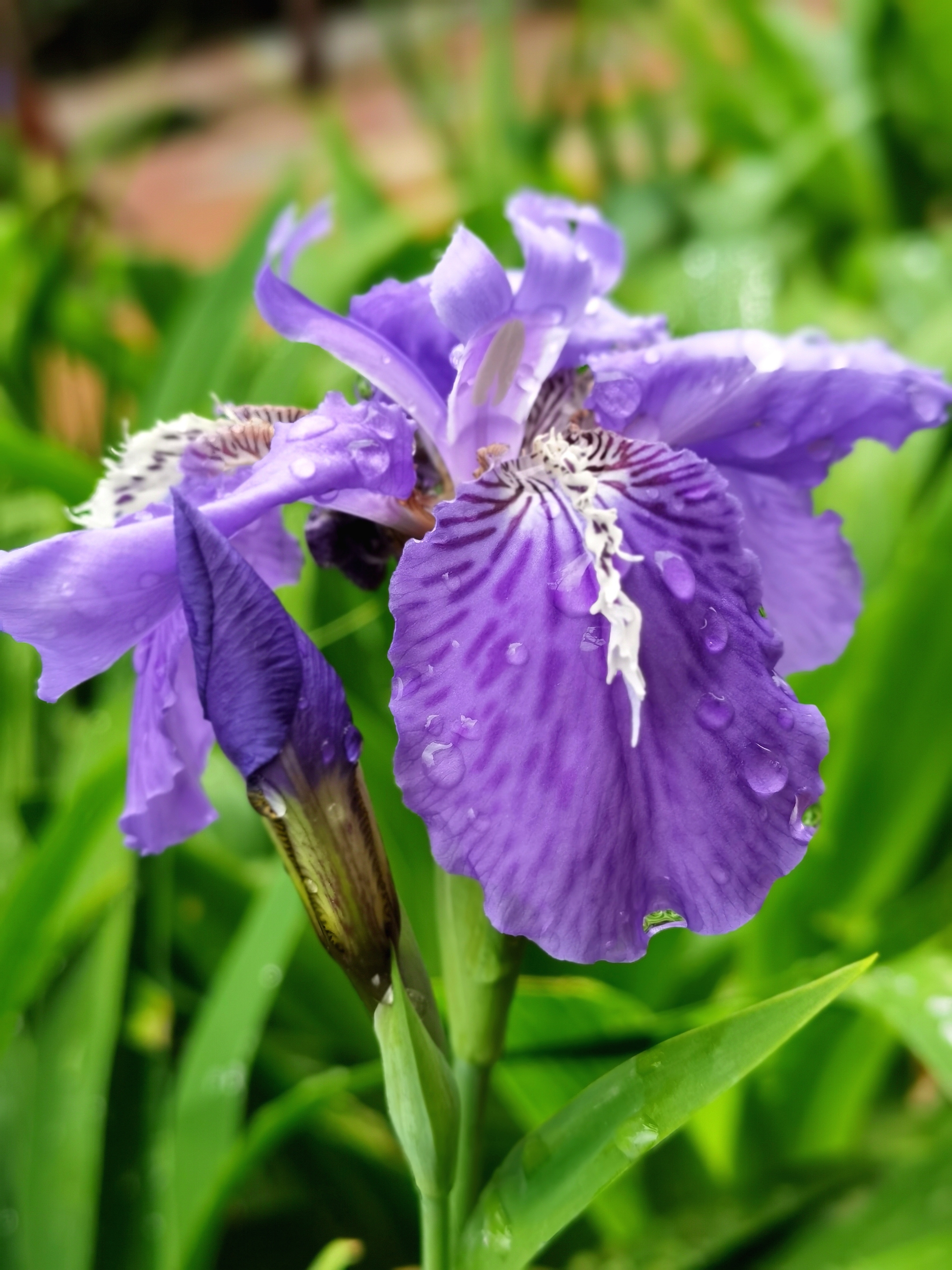 雨后的蓝紫色鸢尾花,娇艳欲滴,如梦如幻.