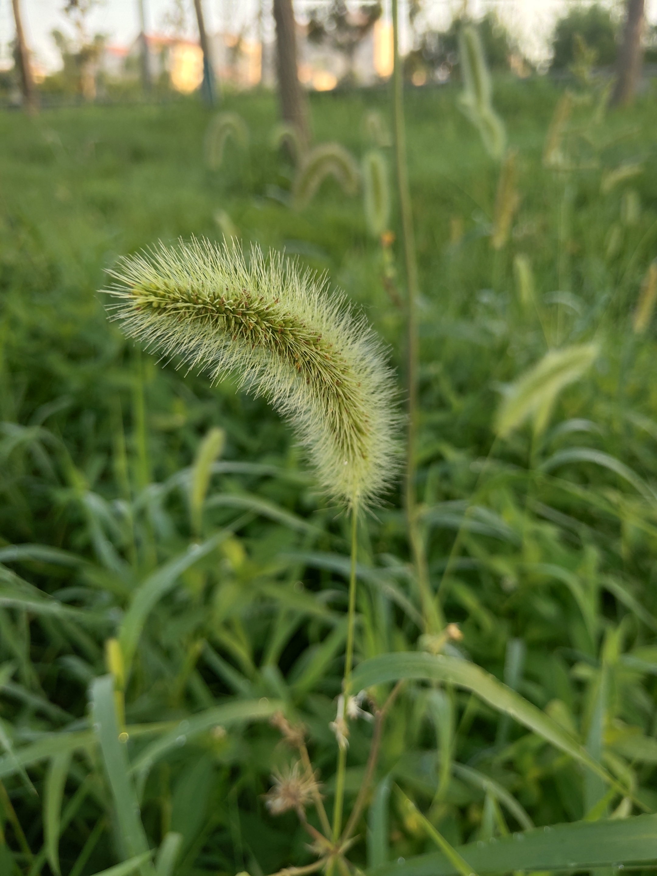 狗尾巴草