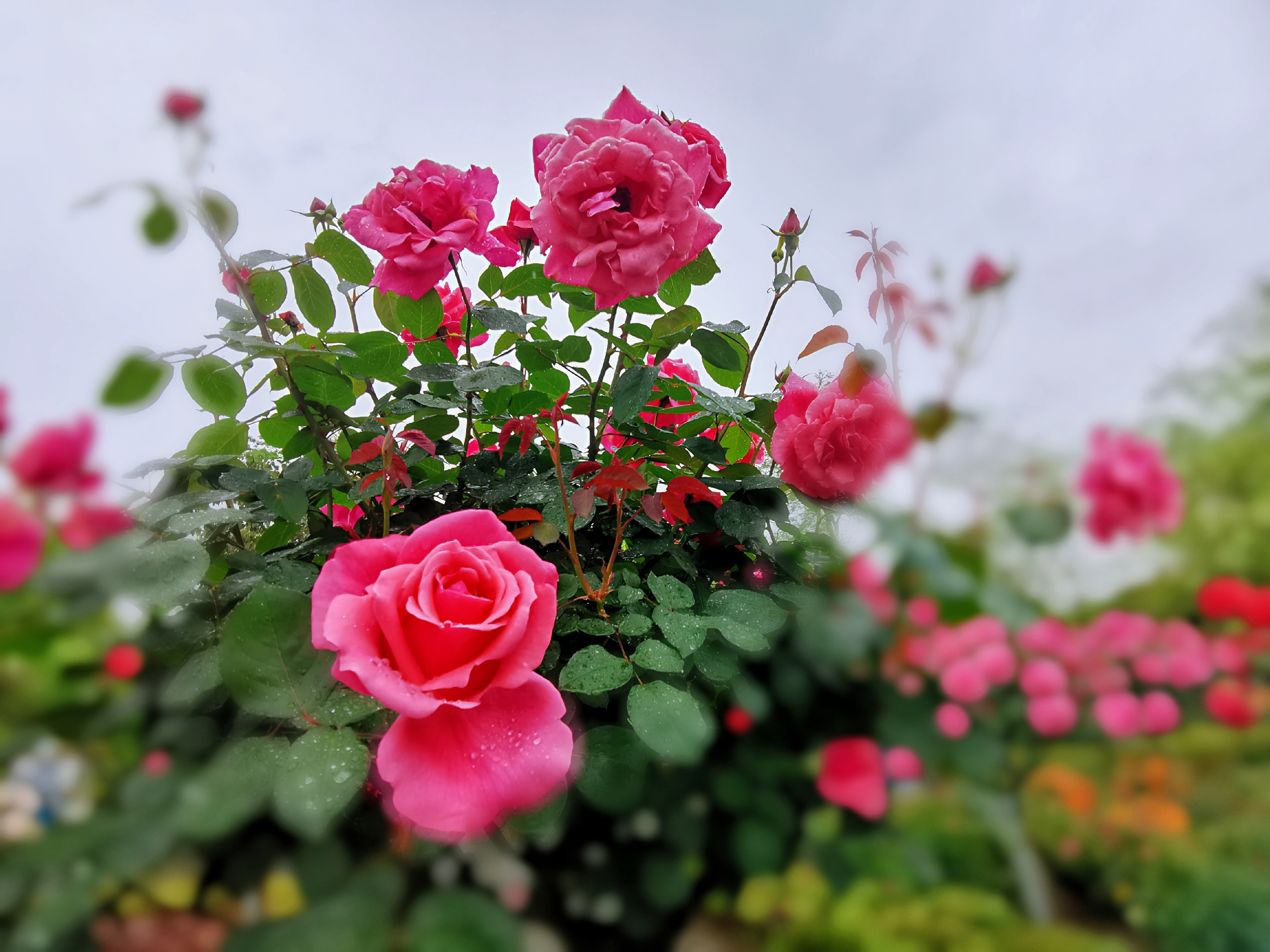 雨中月季花娇艳而美丽【首发】