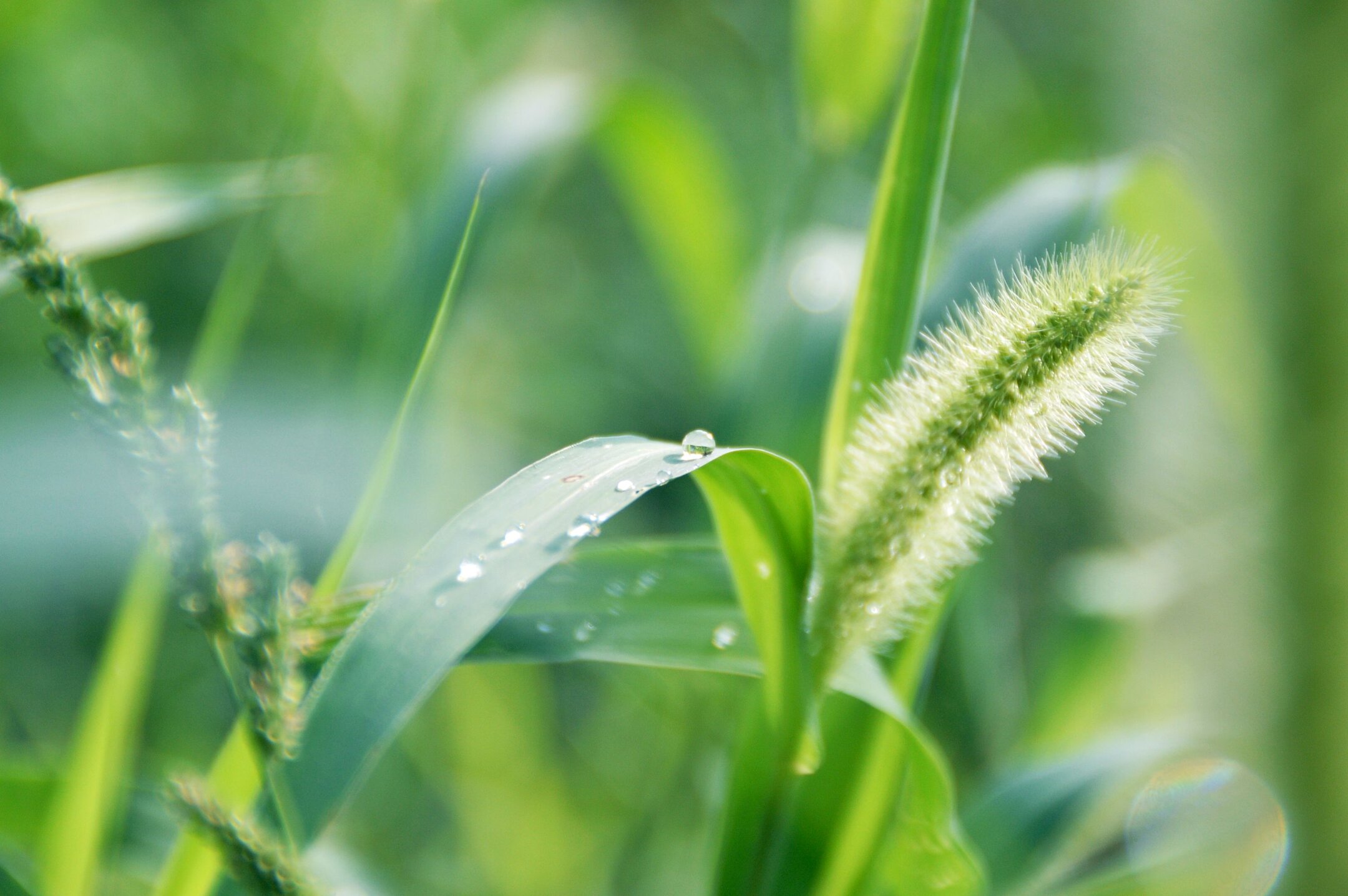 雨后清晨的露珠首发