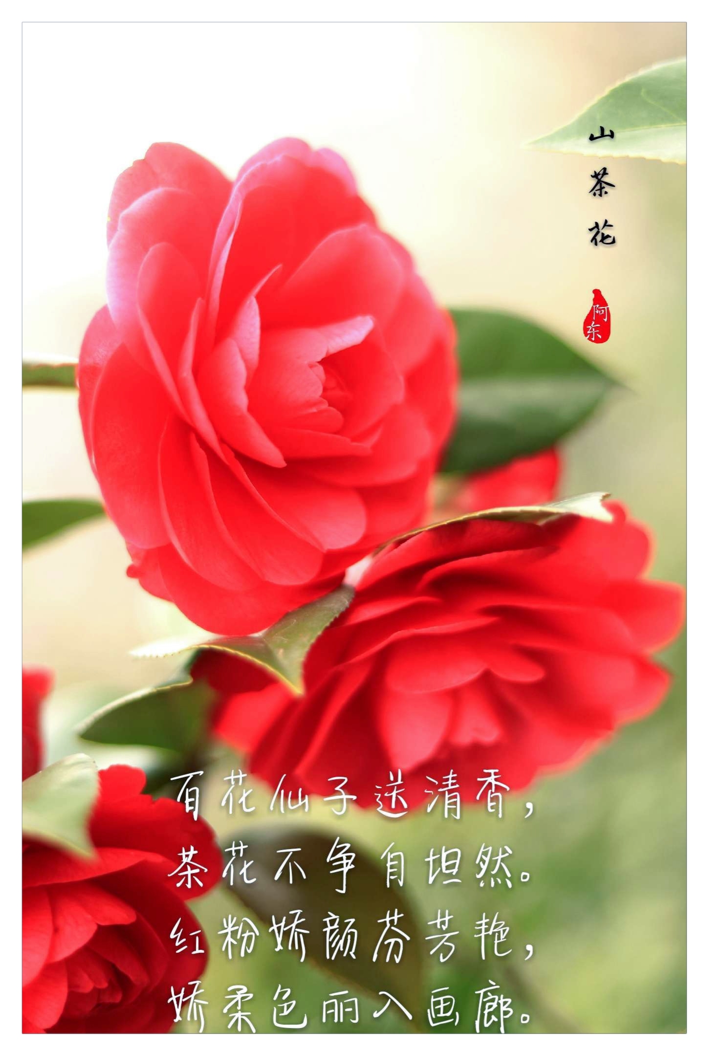 《山茶花》