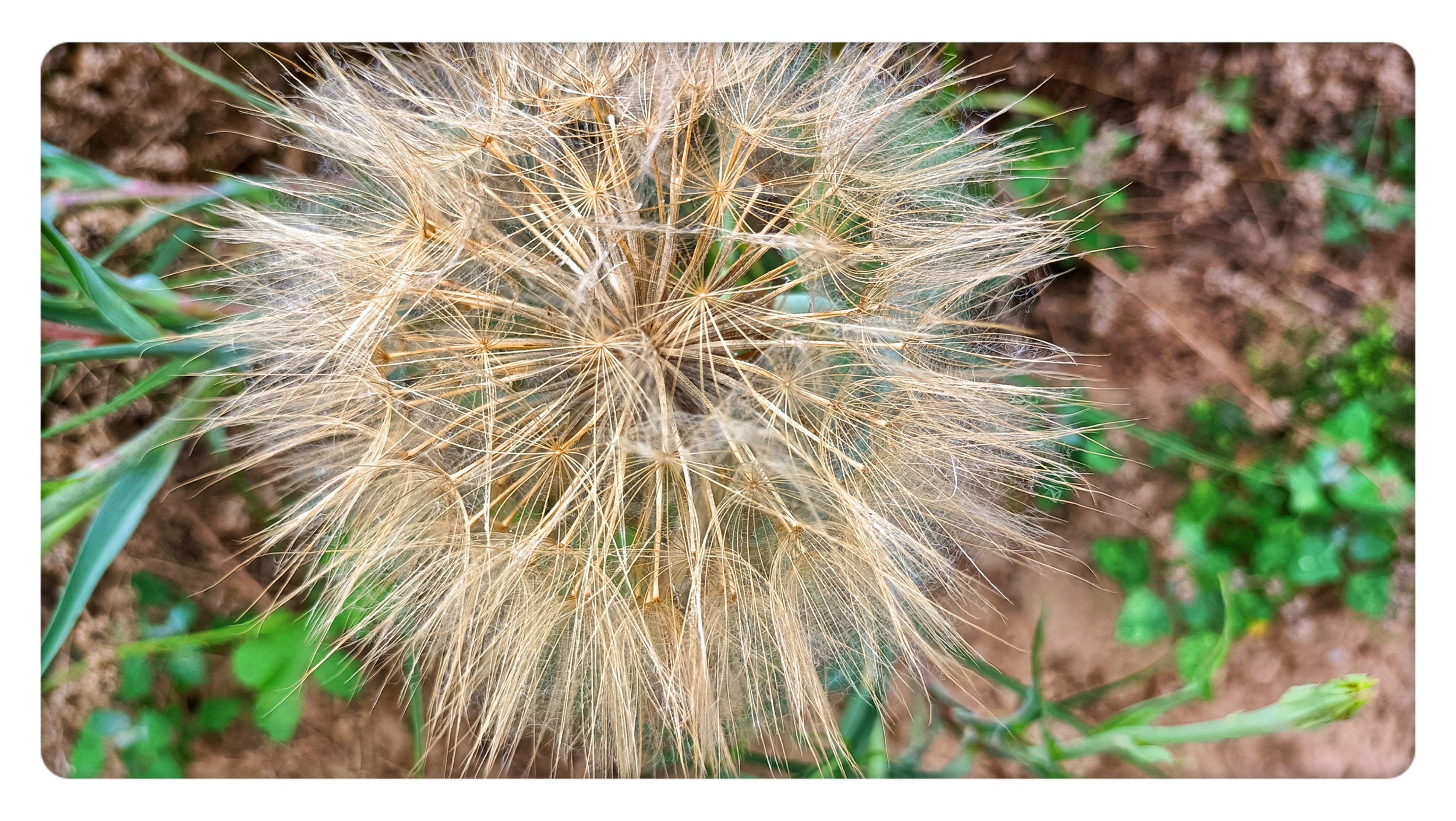 黄花婆罗门参