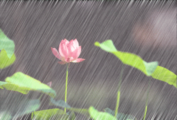 风后的这场雨 夹带着泥沙,敲打着花蕊 似乎要让人记住 ——春天的点滴