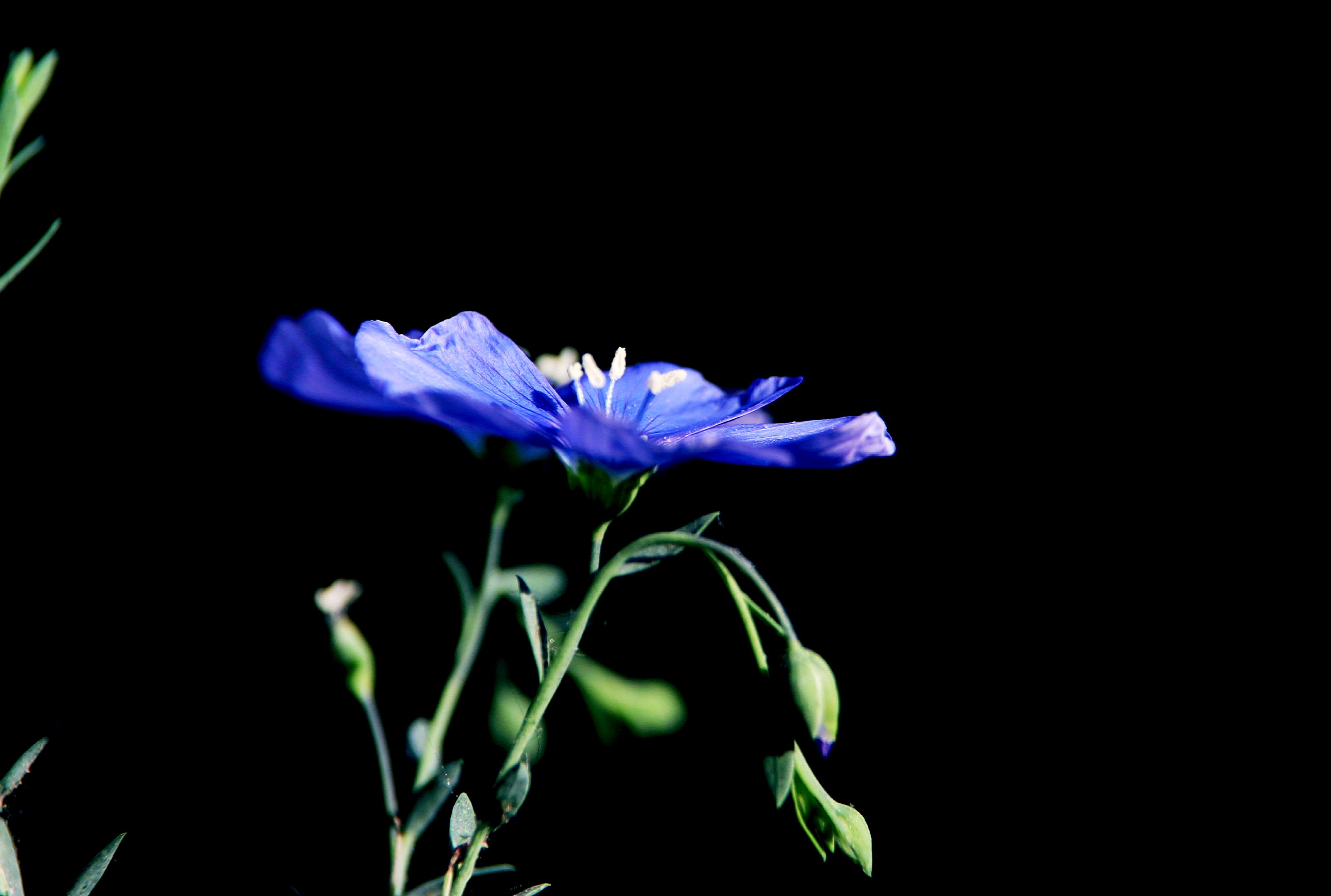 【首发】蓝花亚麻