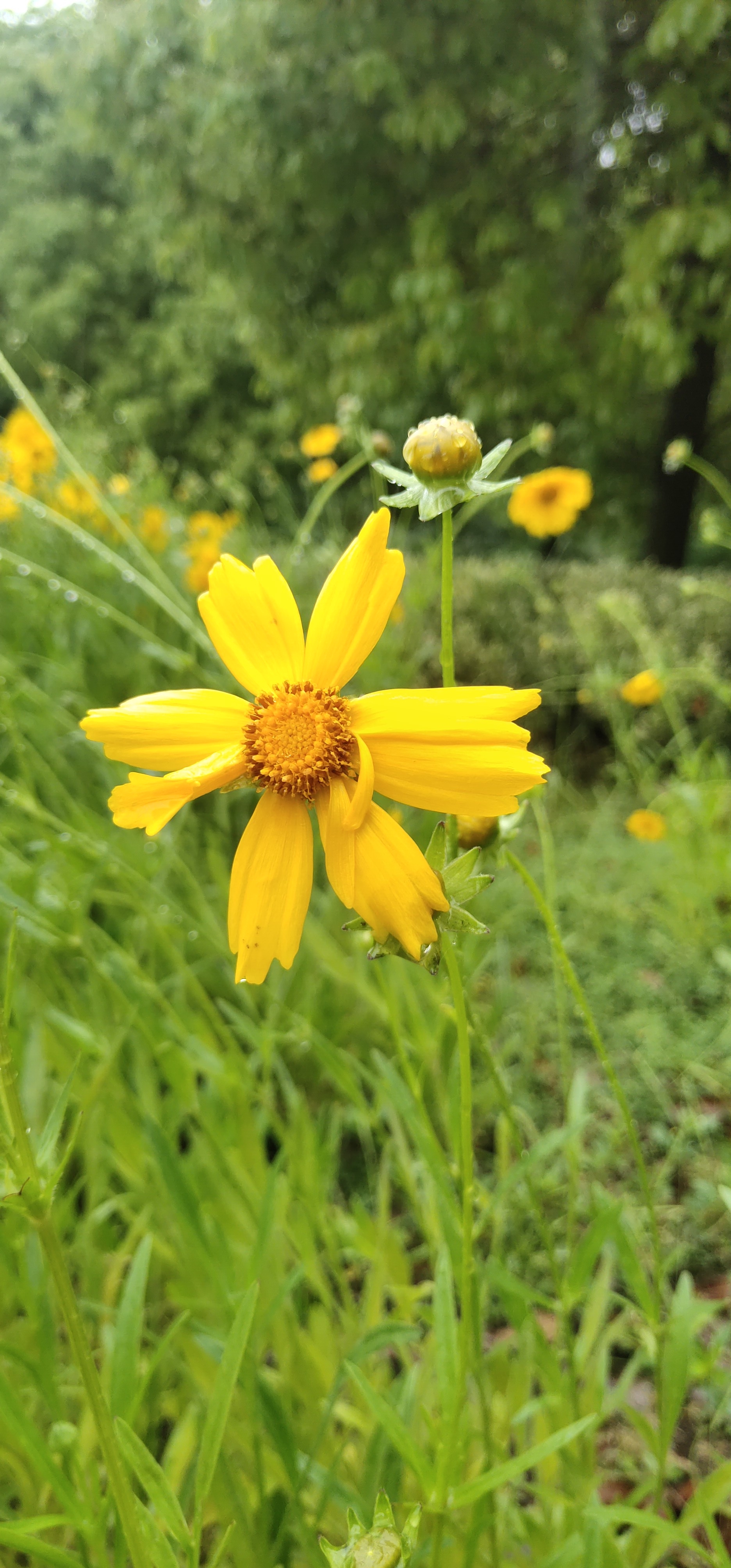 金鸡菊