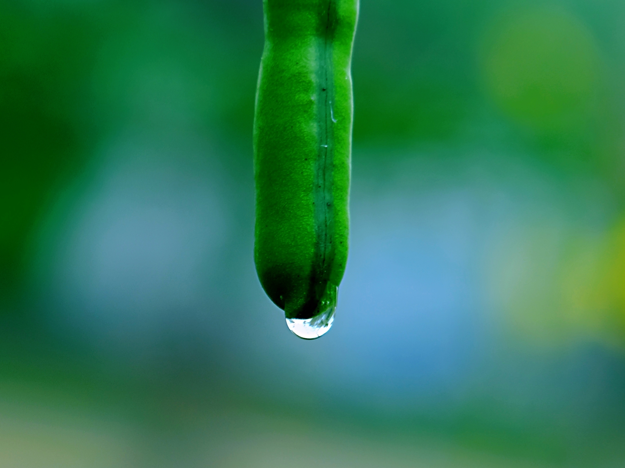 雨后*明媚光影.绿色心情