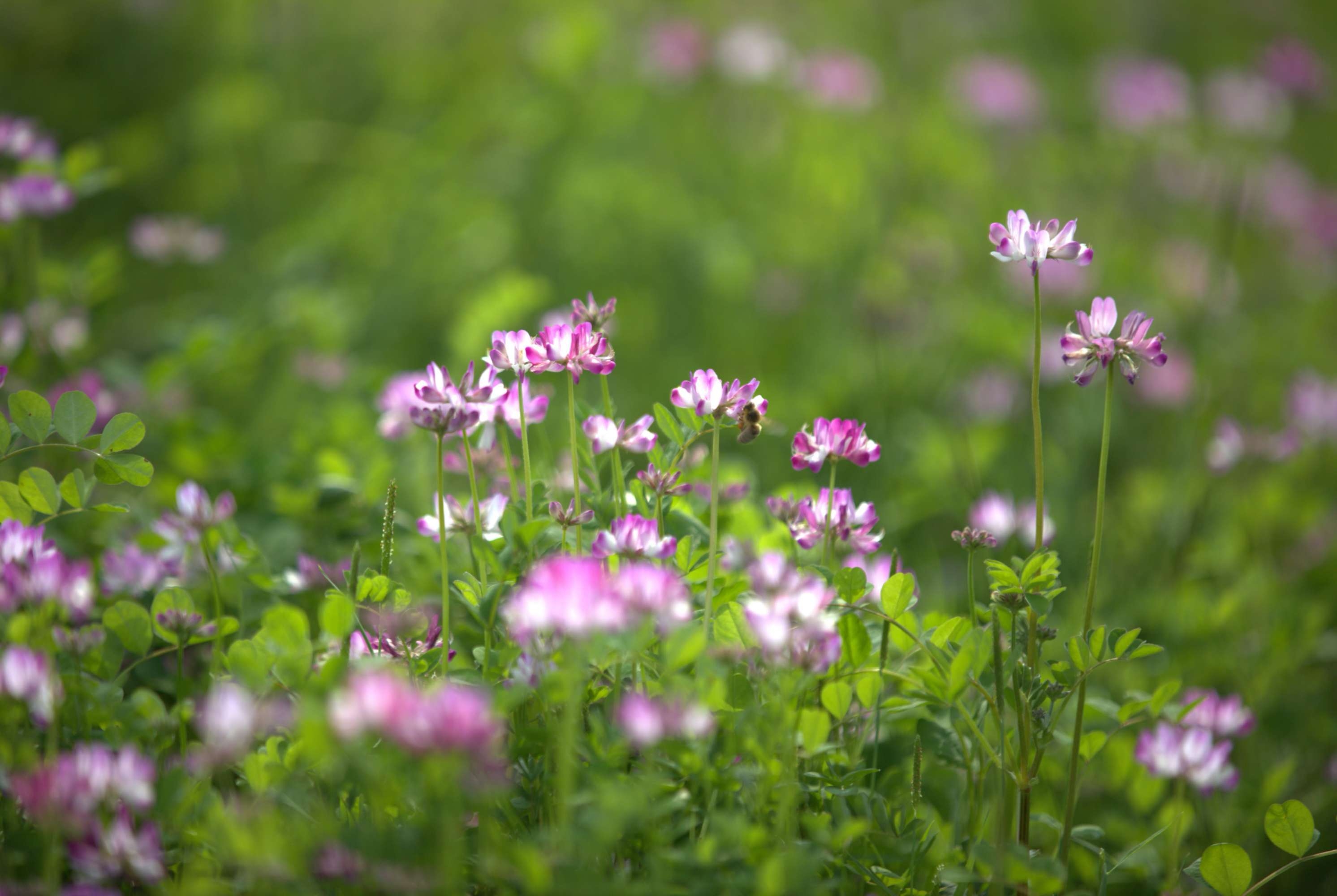 野草闲花逢春生