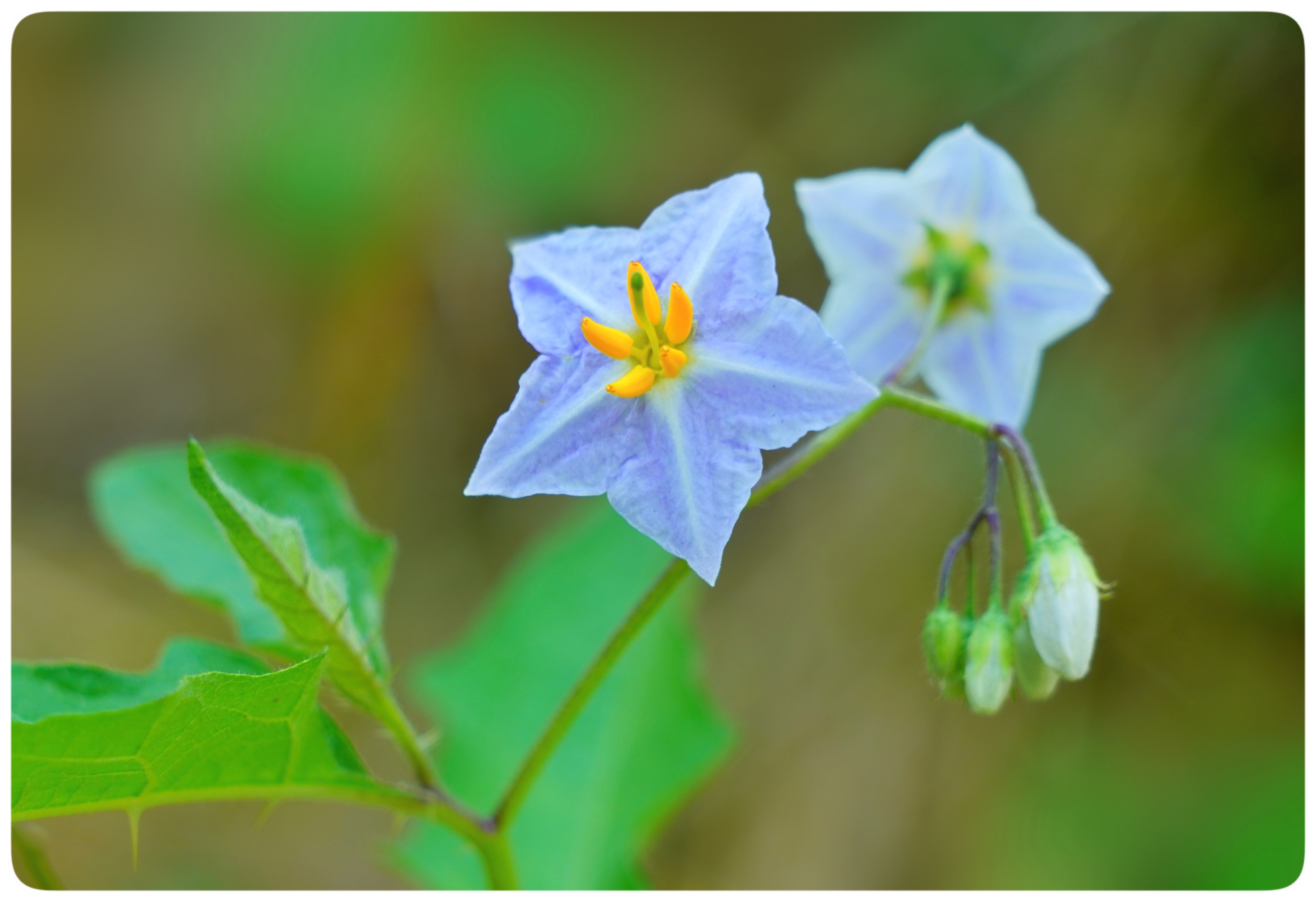 新发现,刺天茄花