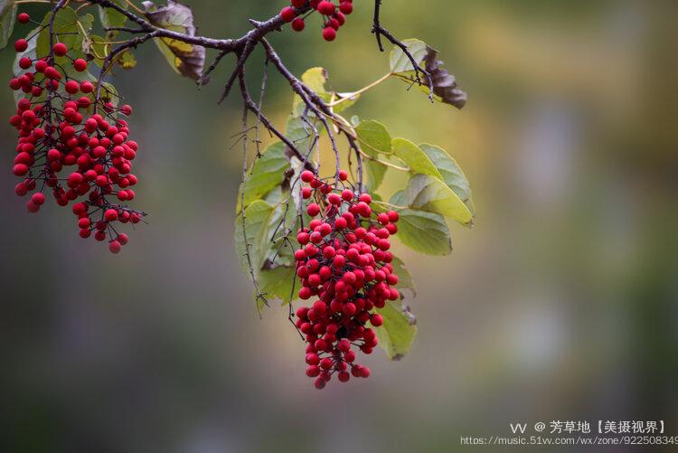 山桐子树果实累累,树形优美,果色朱红,形似珍珠,风吹袅袅