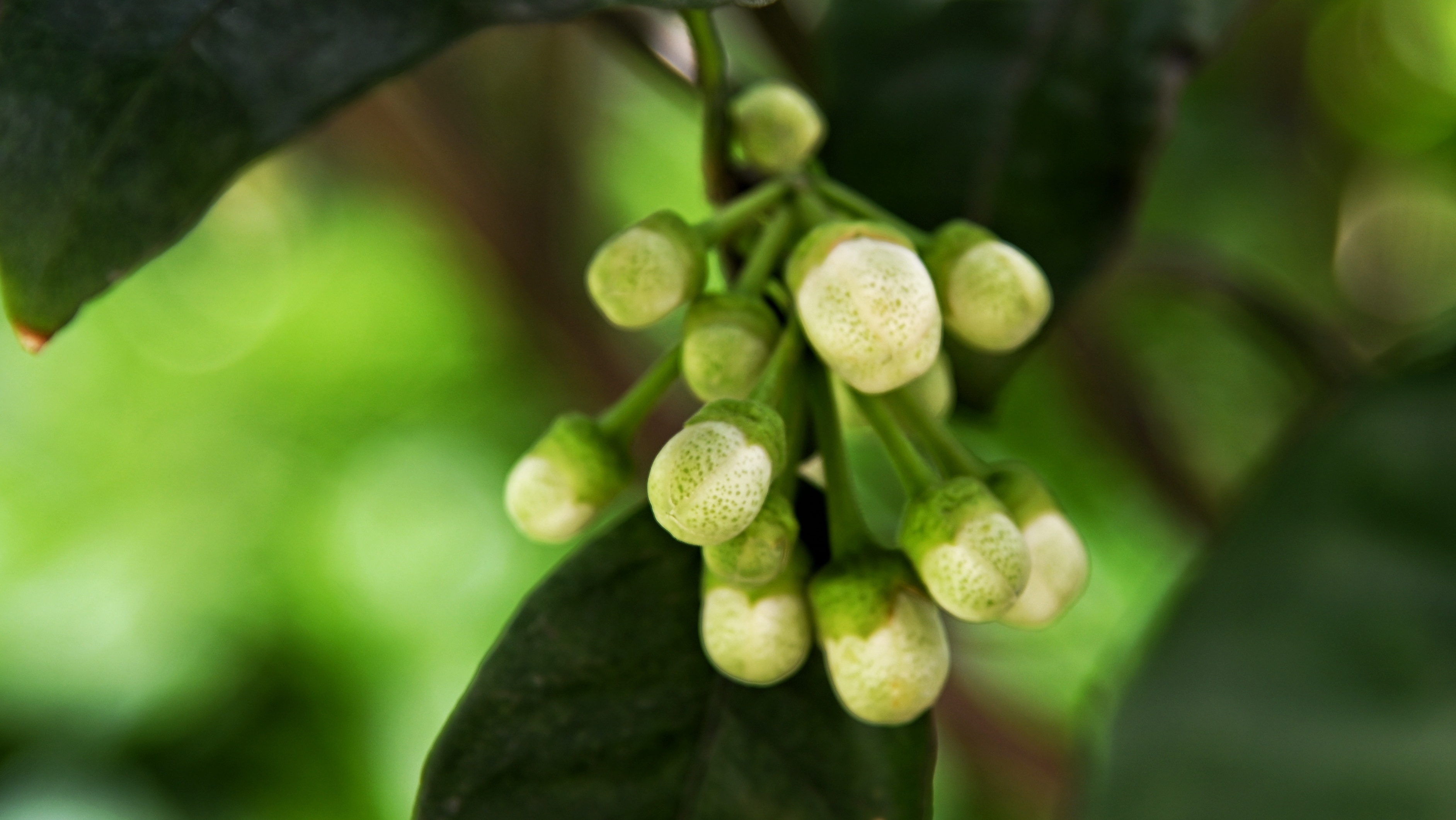 柚子树开花《首发》