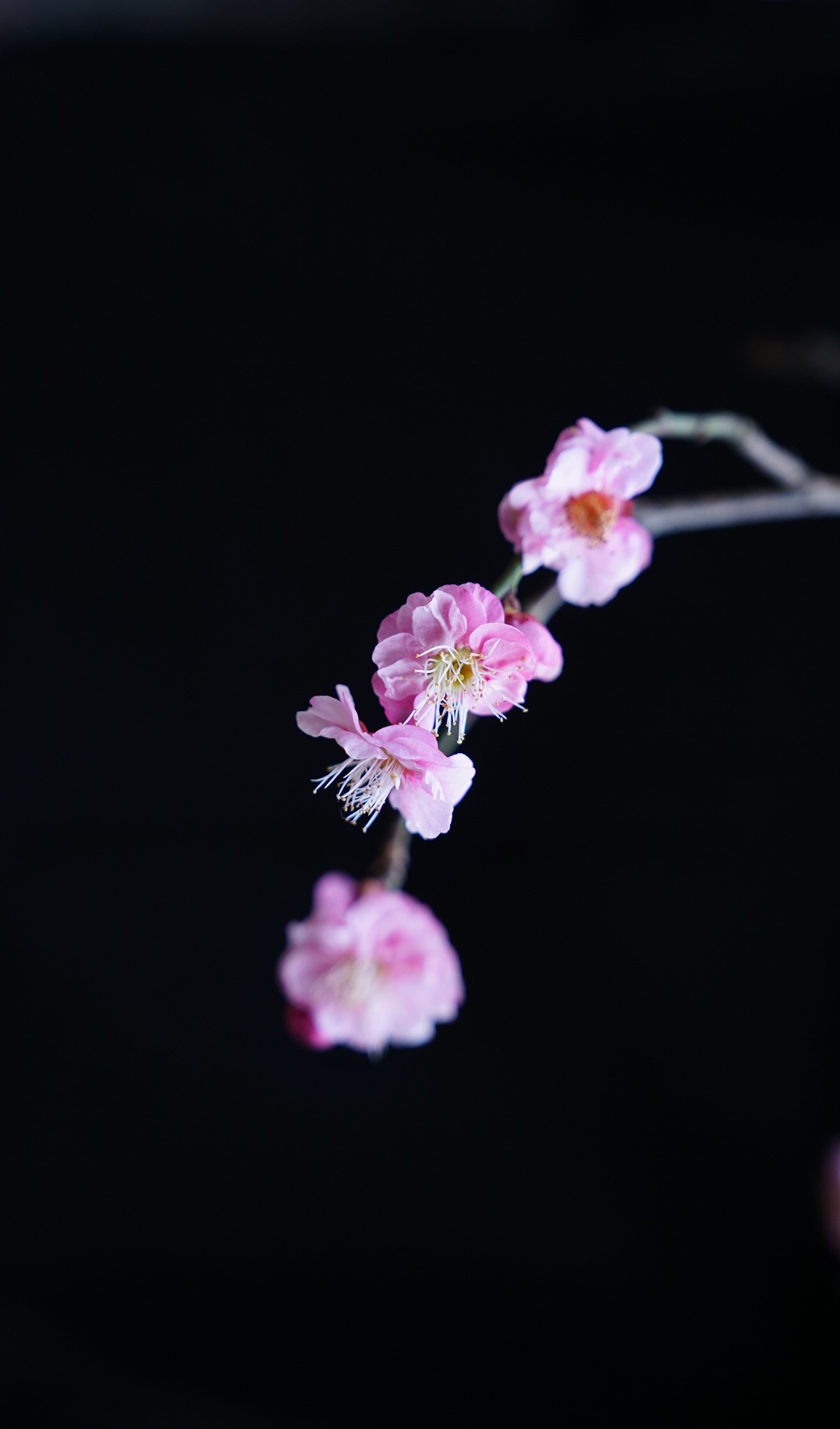(首发)一枝梅花迎春来