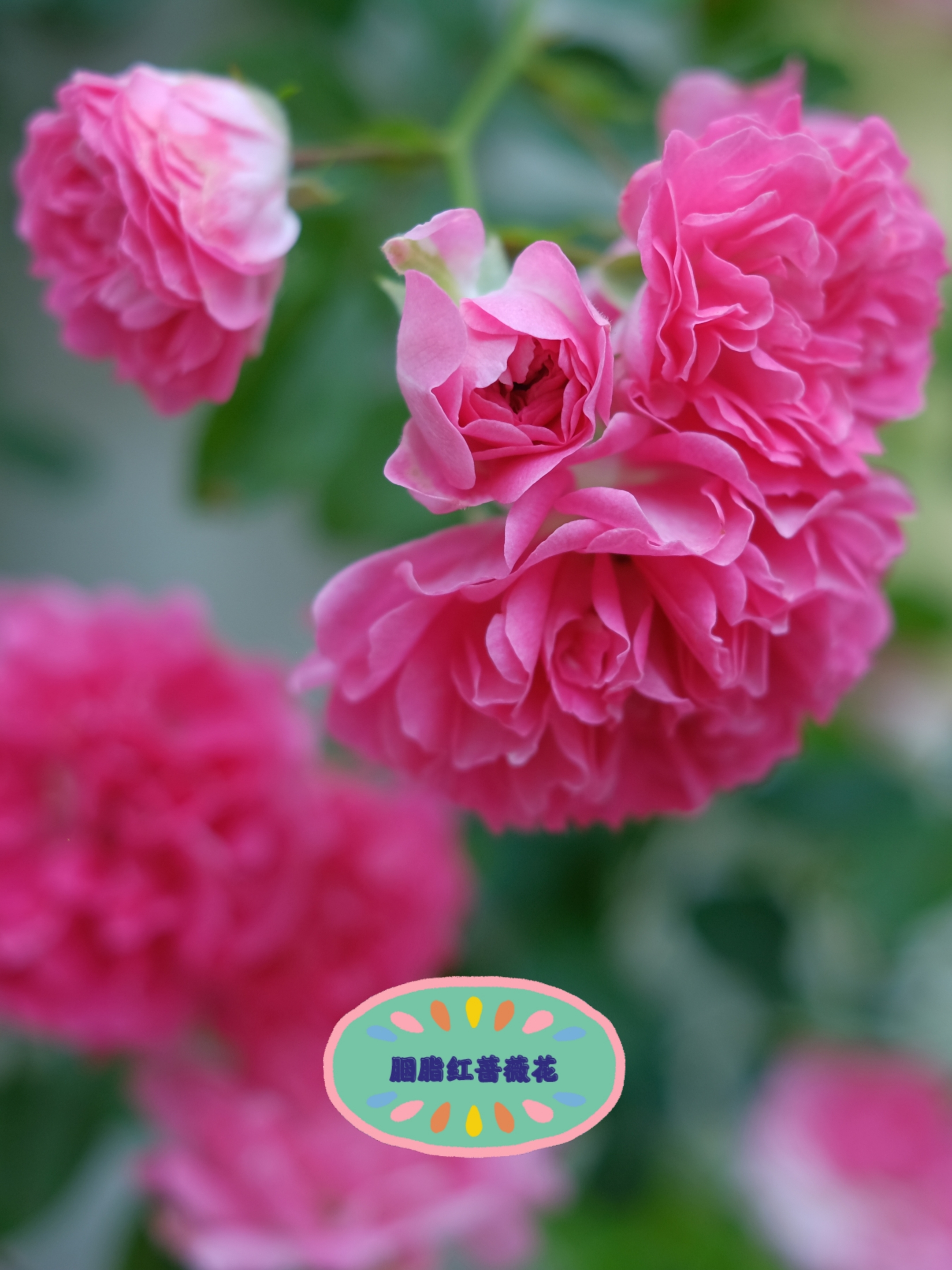 胭脂红*蔷薇花