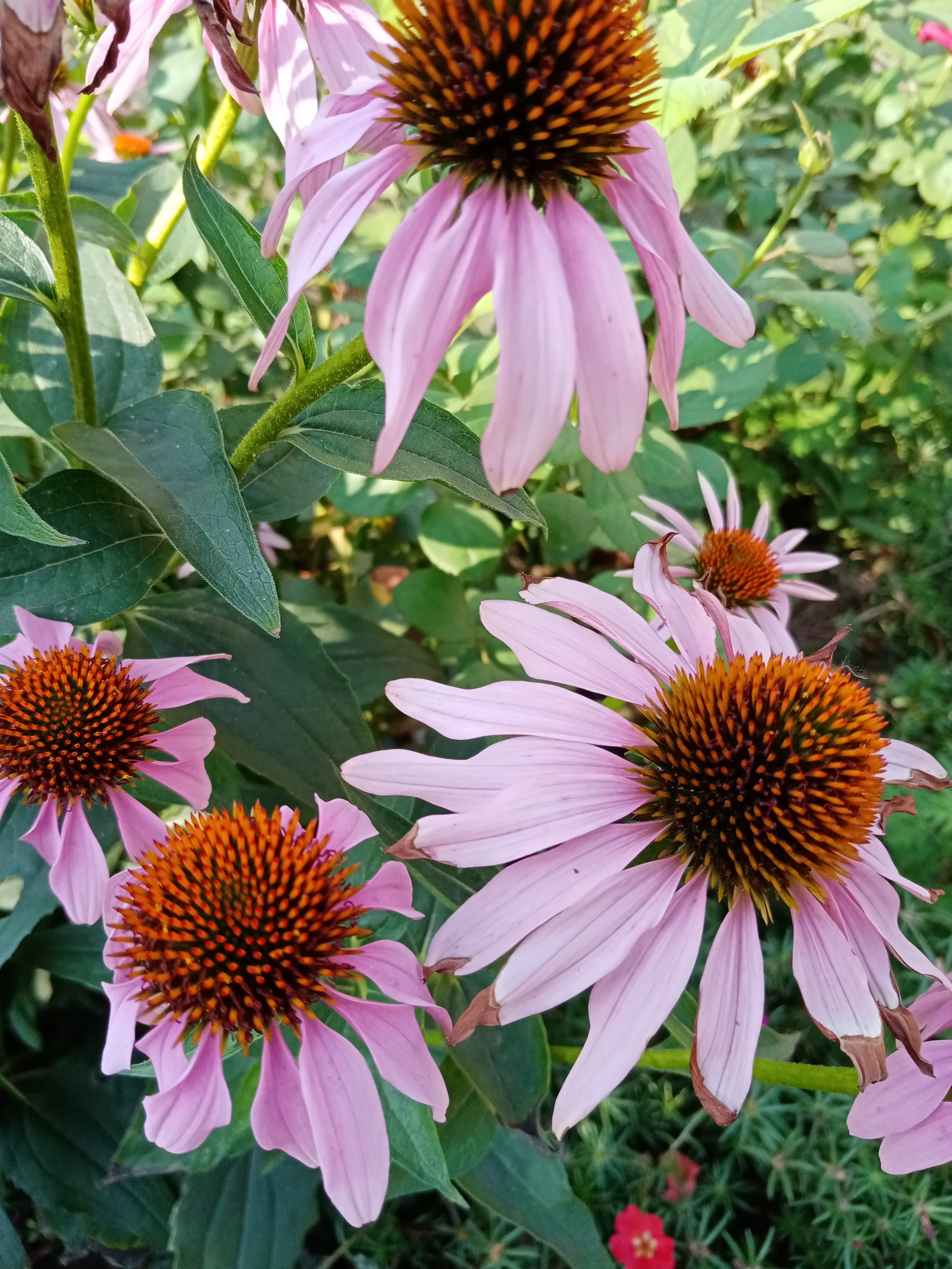 松果菊