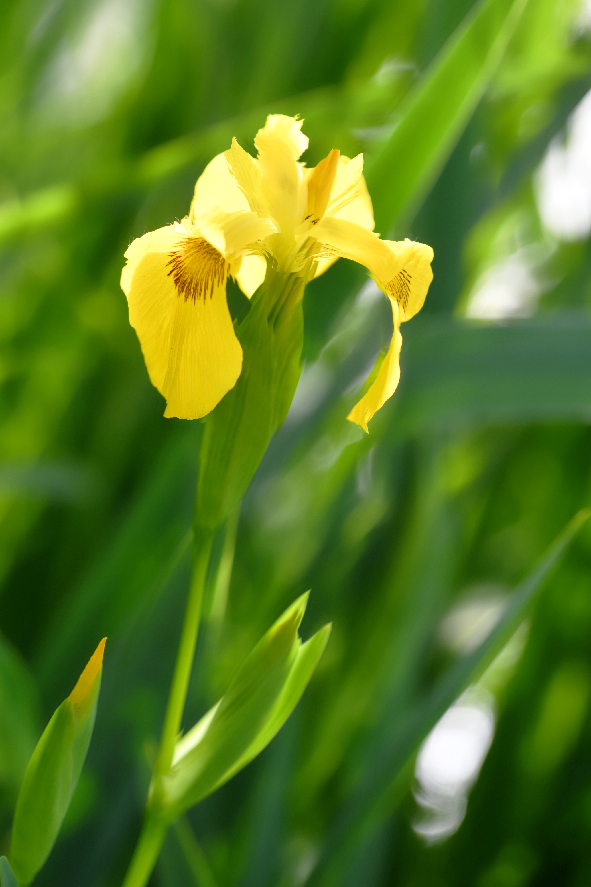 黄菖蒲