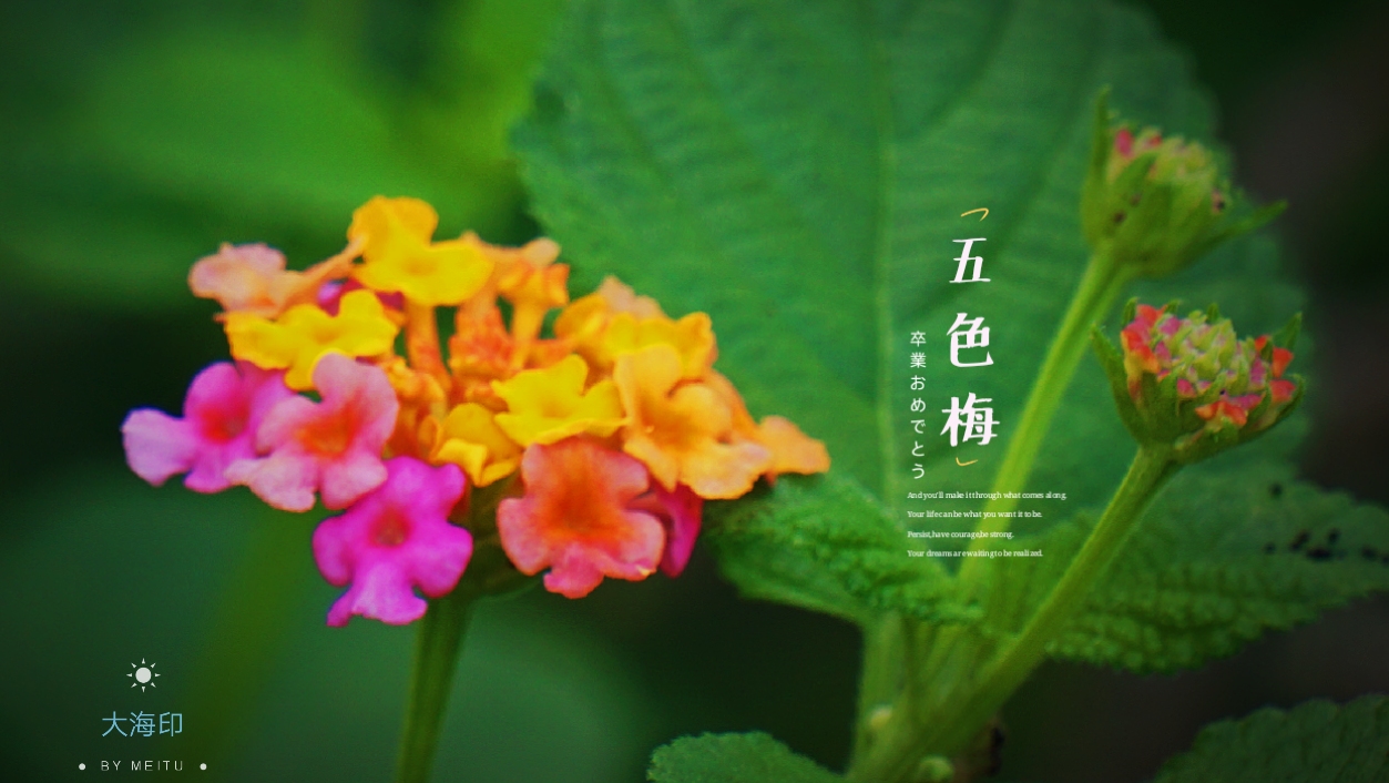娇美五色梅(vv首发)
