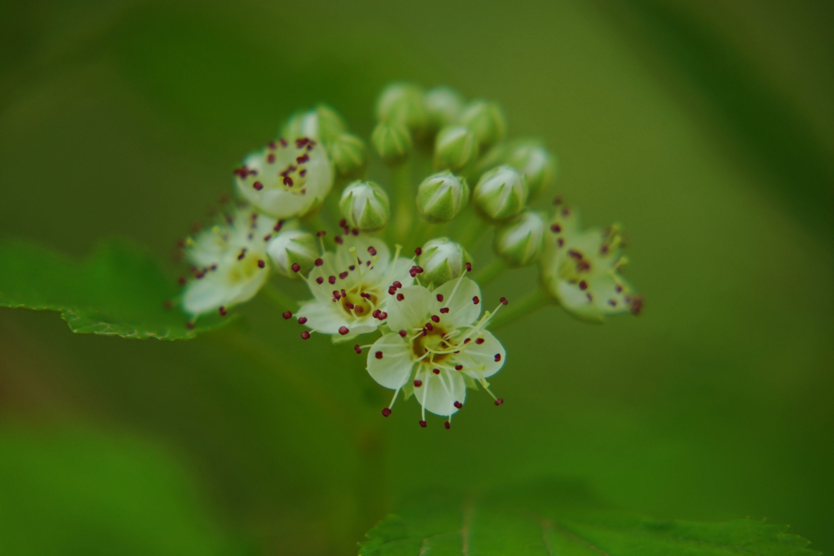 风箱果花[首发]