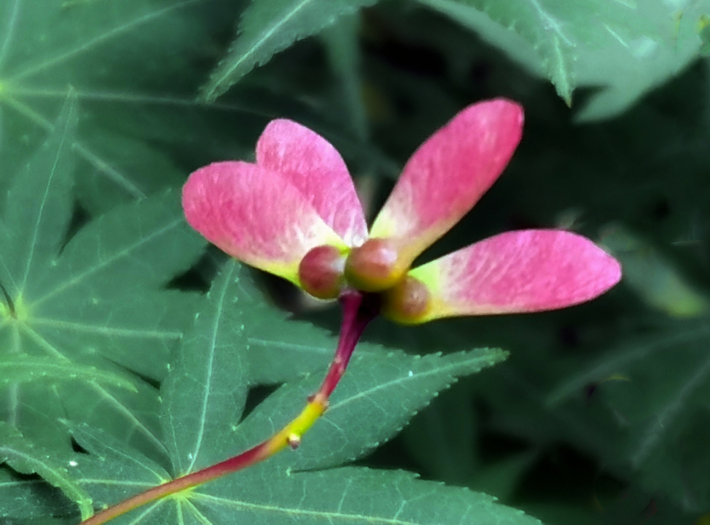 鸡爪槭花【首发】