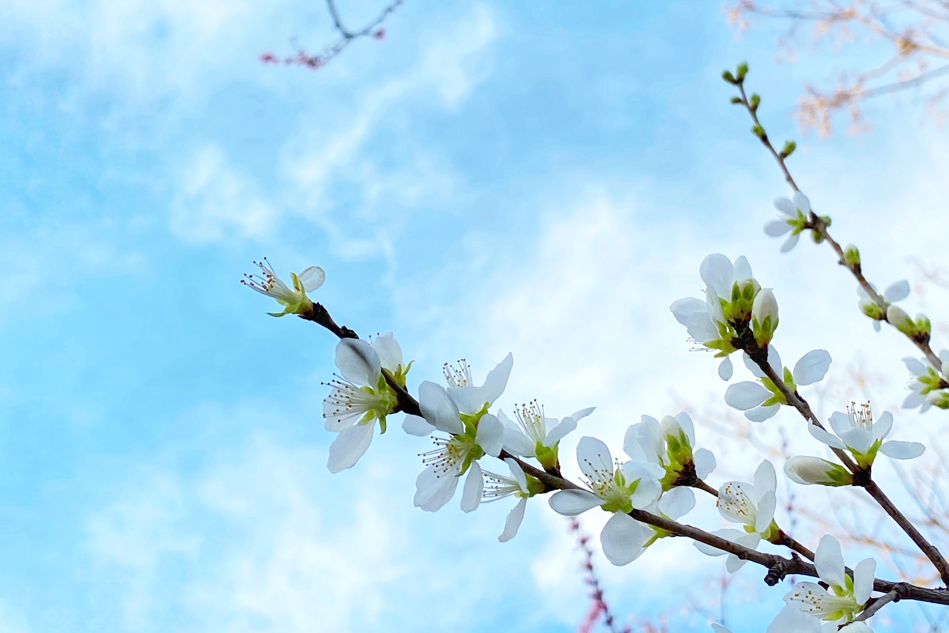 桃李芬芳