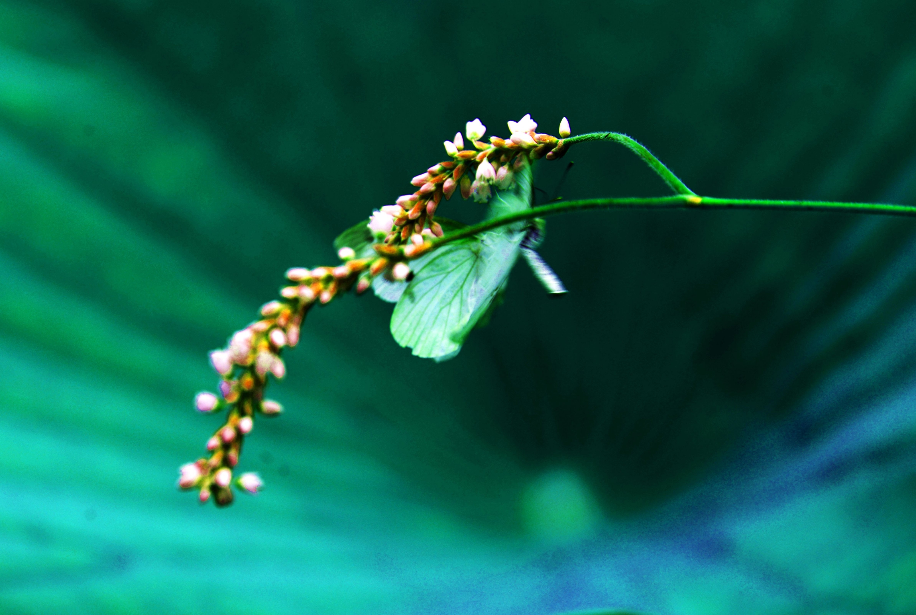 花蝴蝶